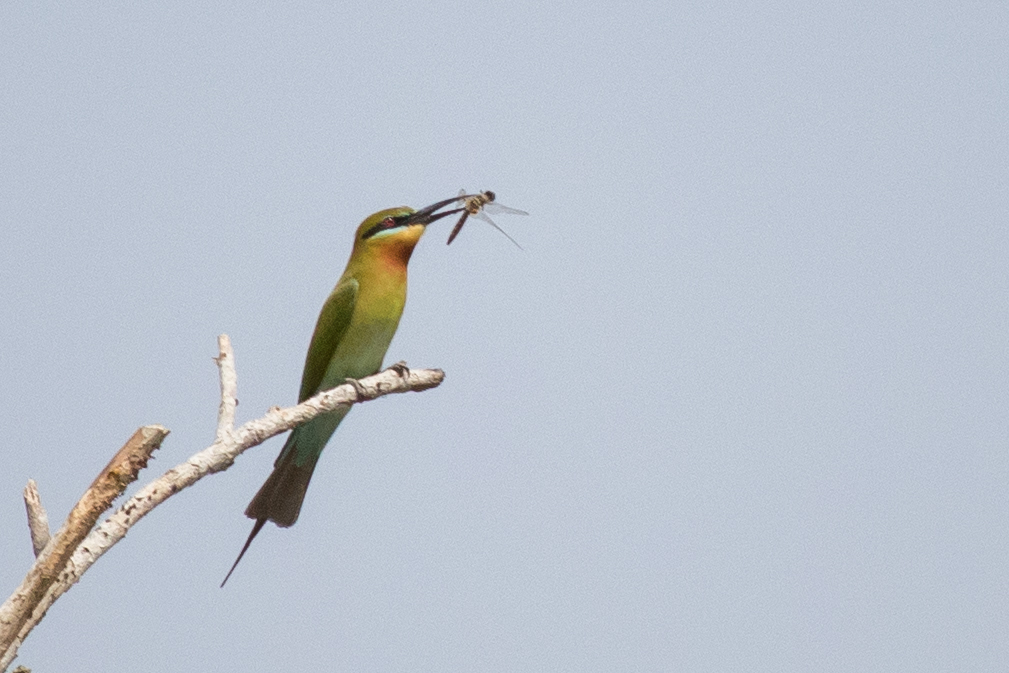 Blue-tailed Bee-eater (Merops philippinus)