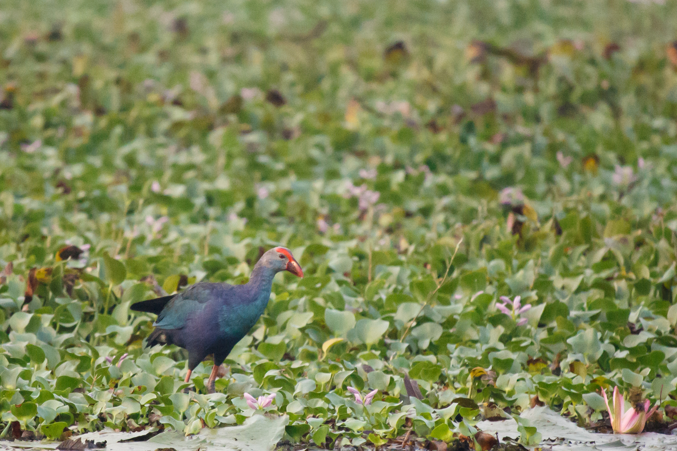 Purple Swamphen (Porphyrio porphyrio)