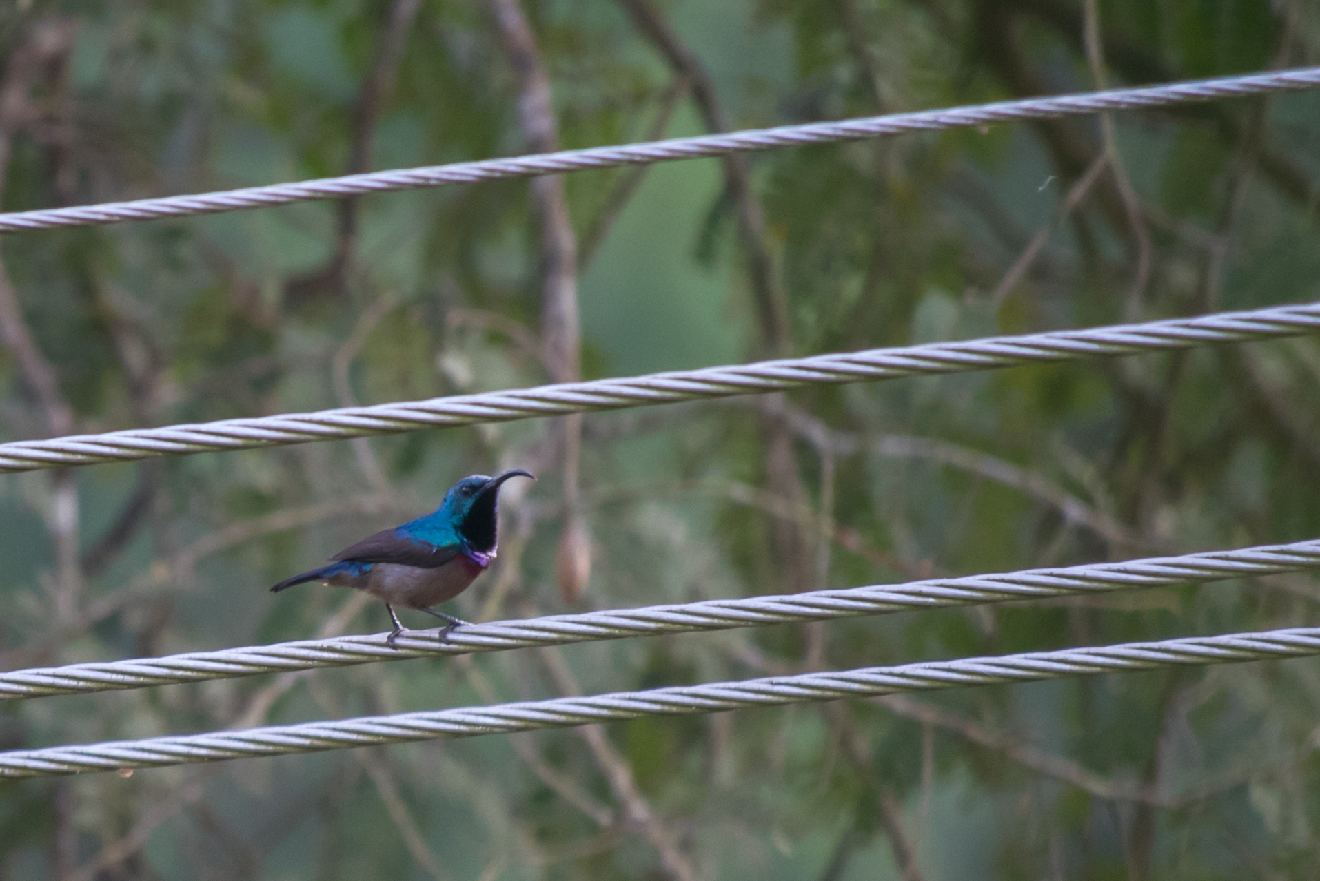 Loten's Sunbird (Cinnyris lotenius)