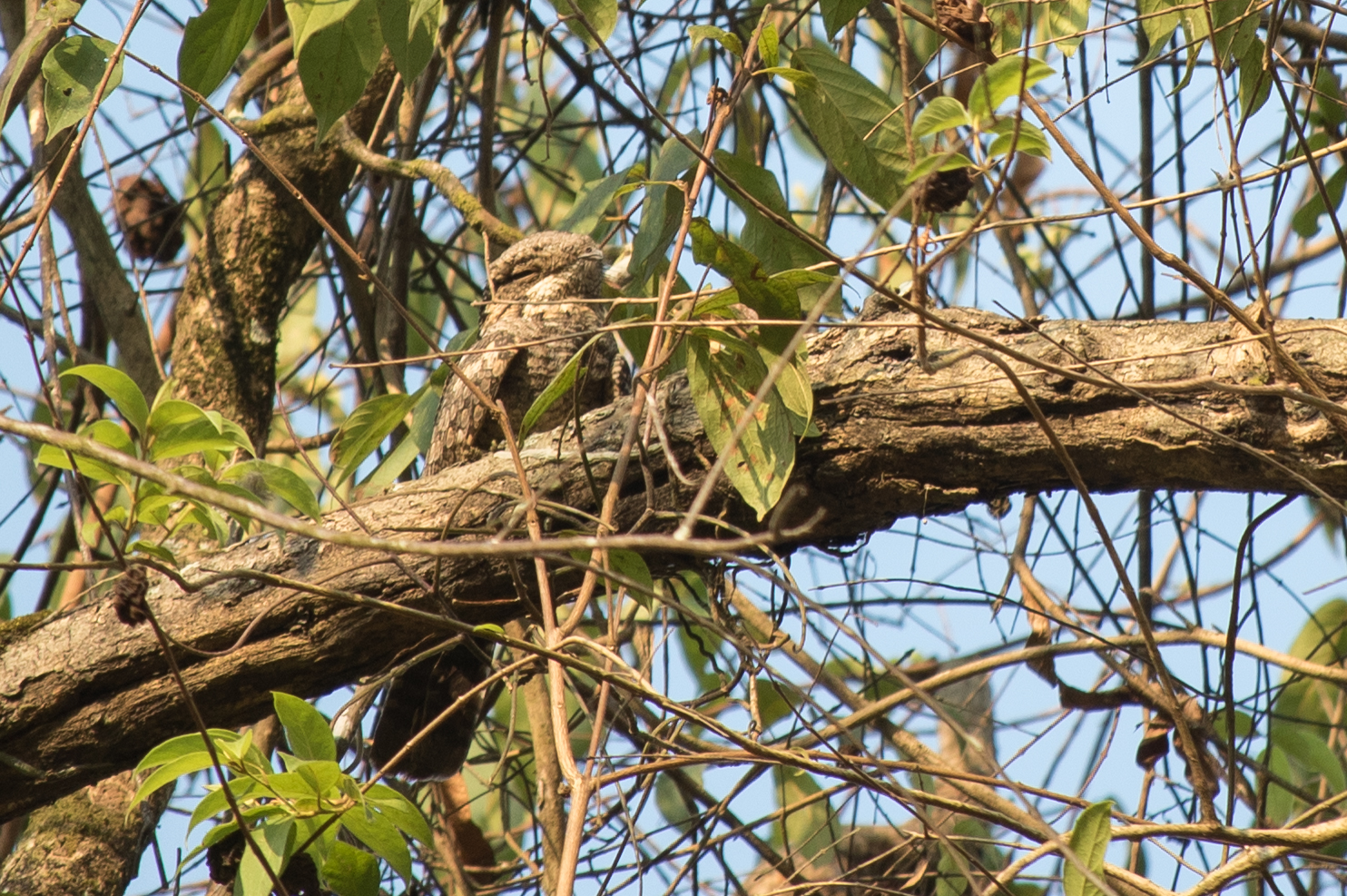 Jungle Nightjar (Caprimulgus indicus)