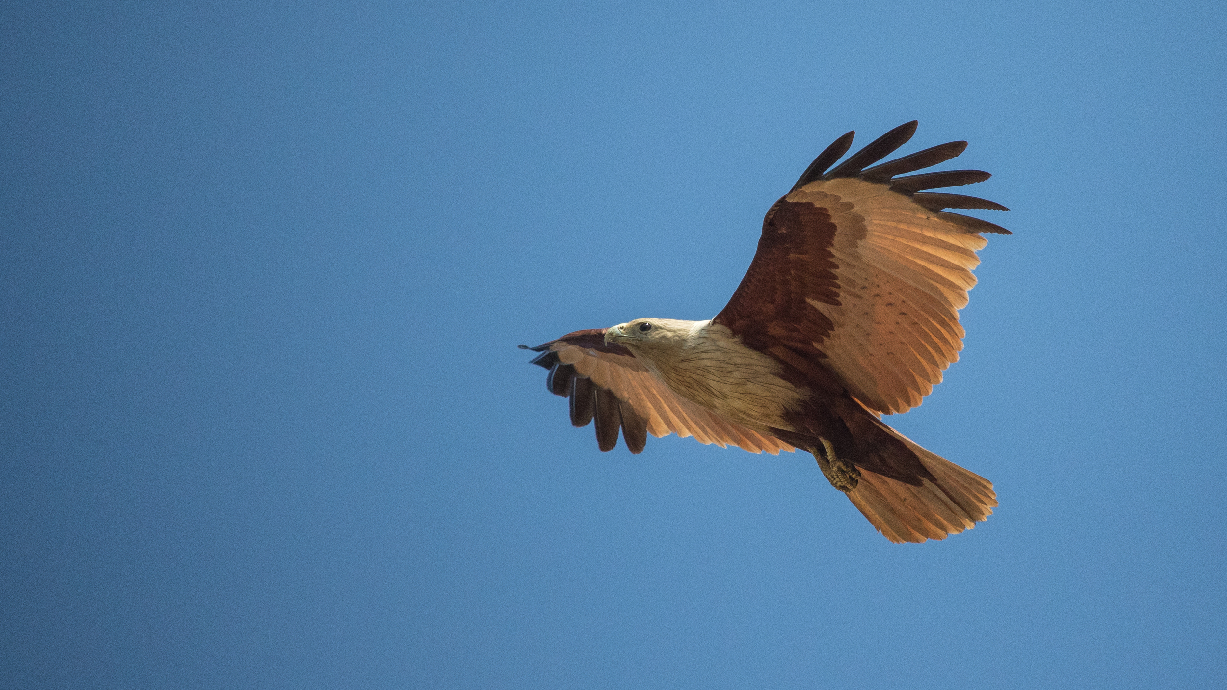 Brahminy Kite (Haliastur indus)