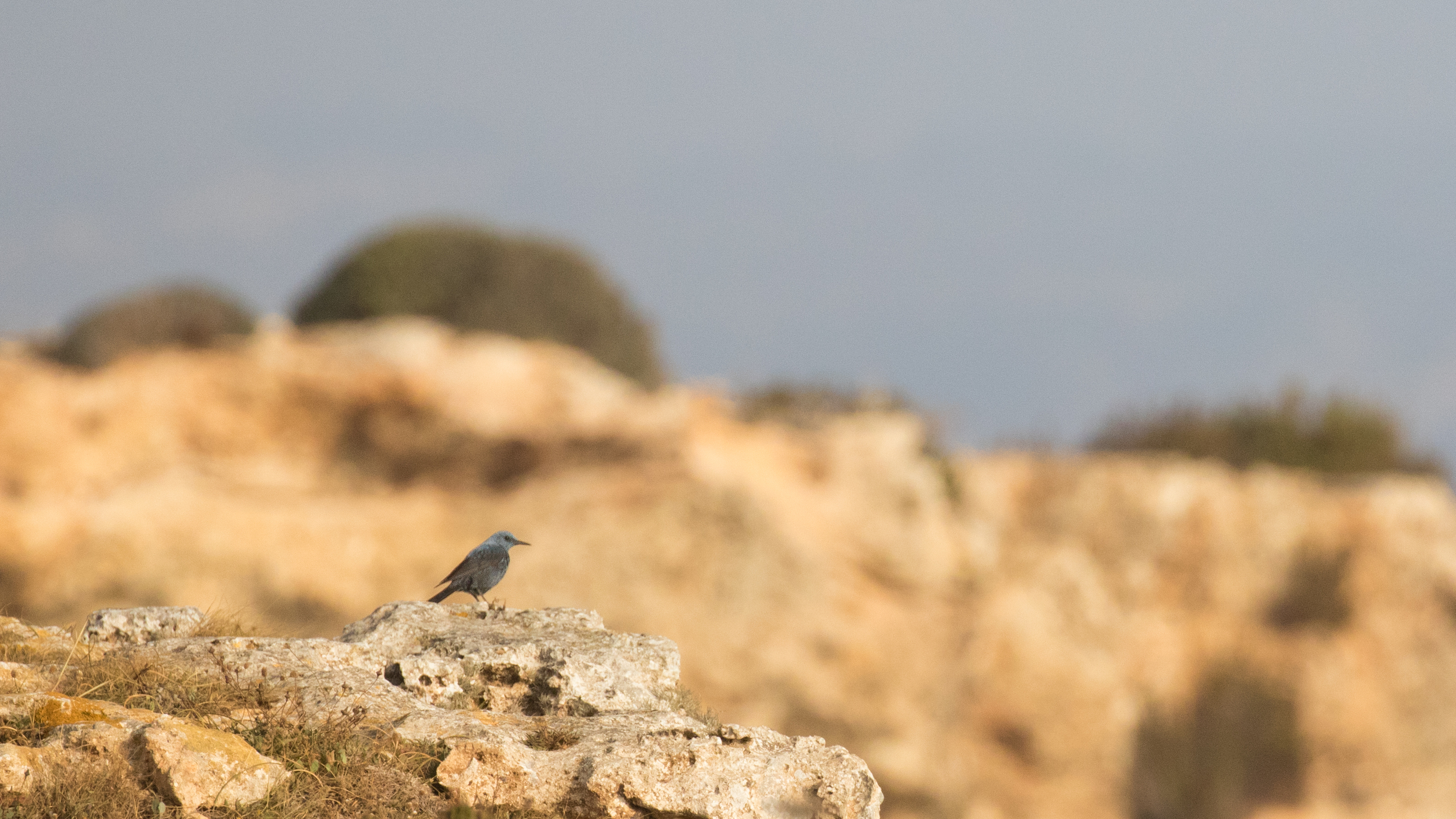 Blue Rock-thrush (Monticola solitarius)