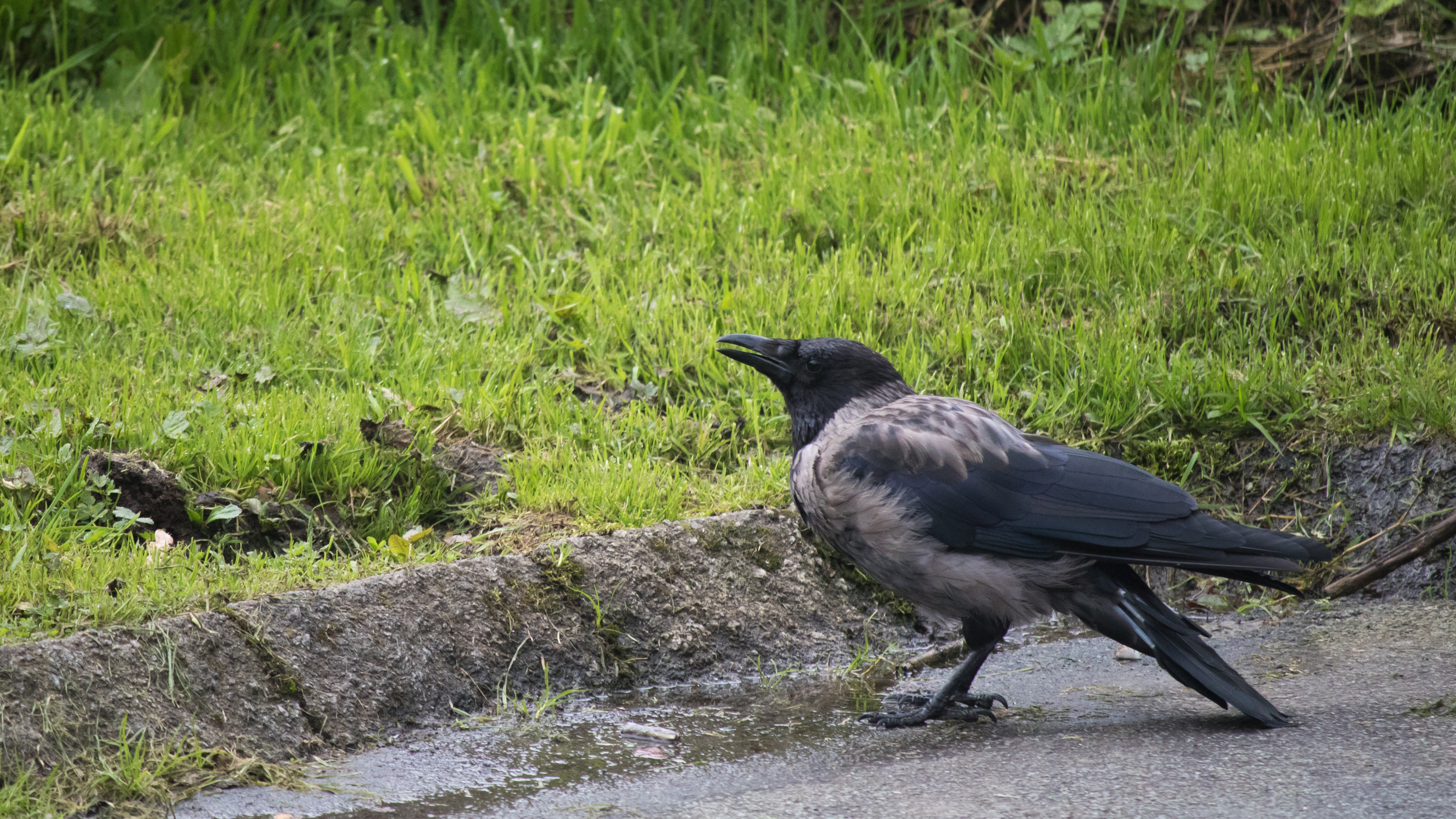Hooded Crow (Corvus cornix) / 14.08.2015