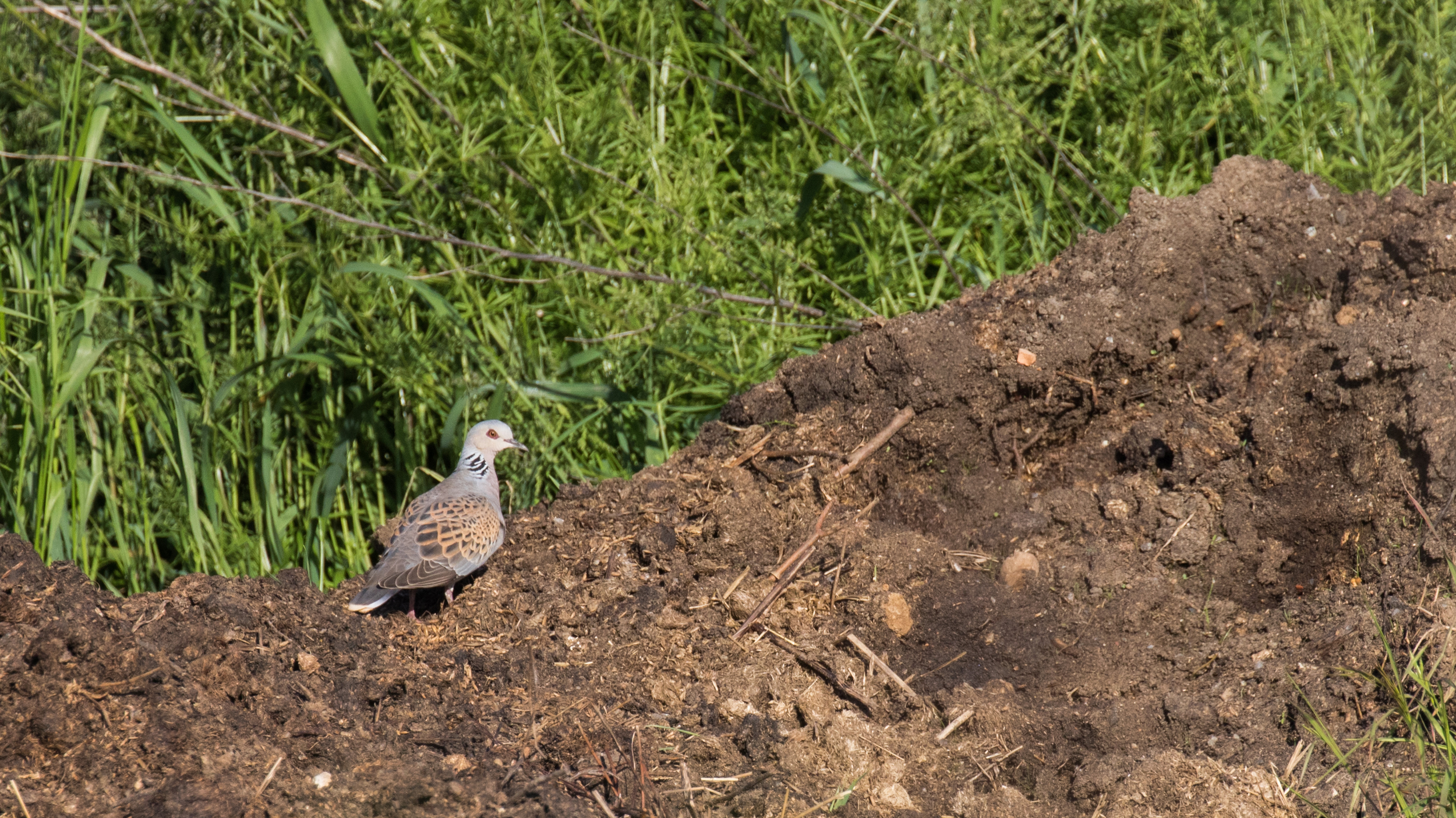 European Turtle-dove (Streptopelia turtur)
