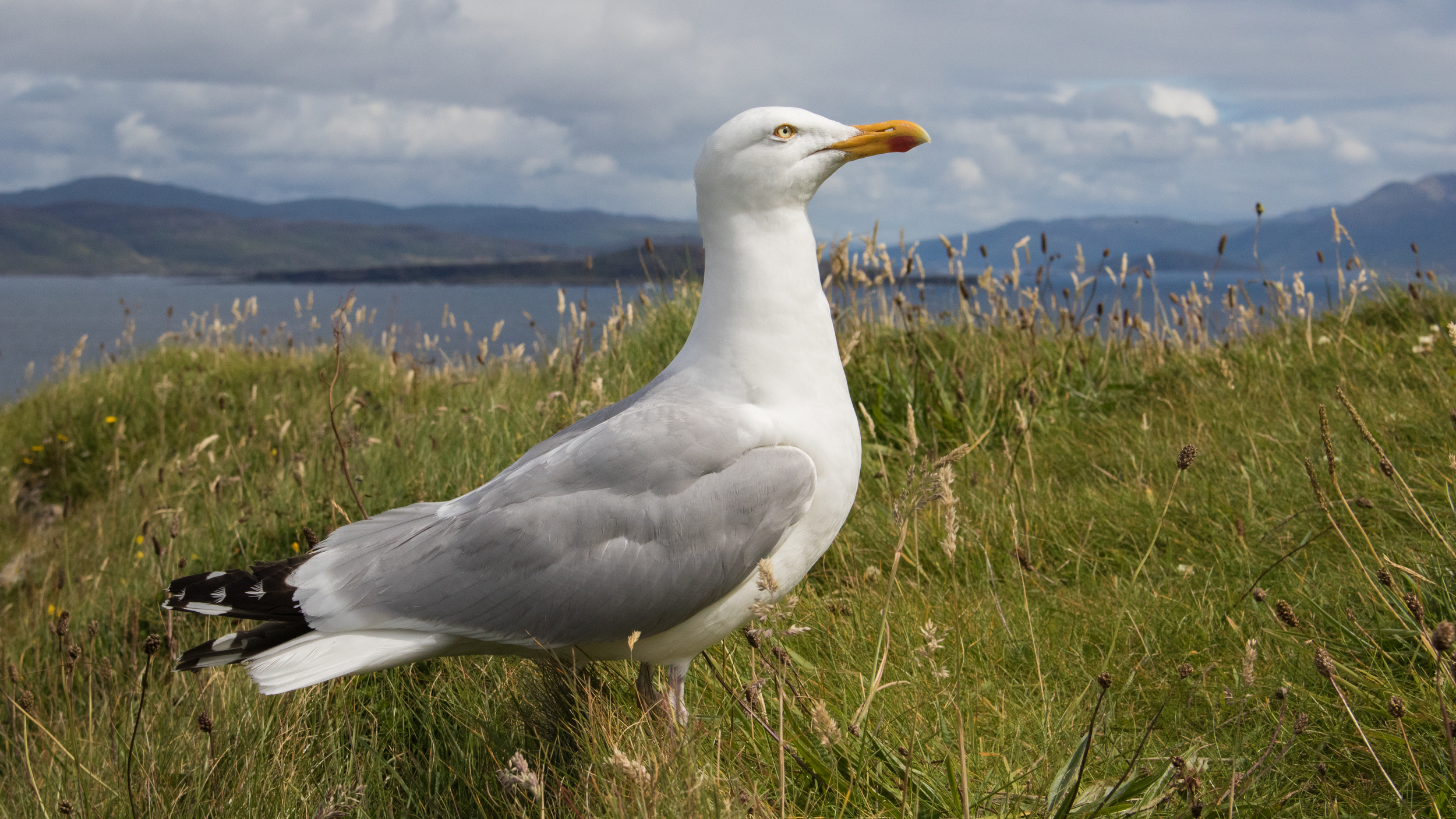 European Herring Gull (Larus argentatus) / 11.08.2015