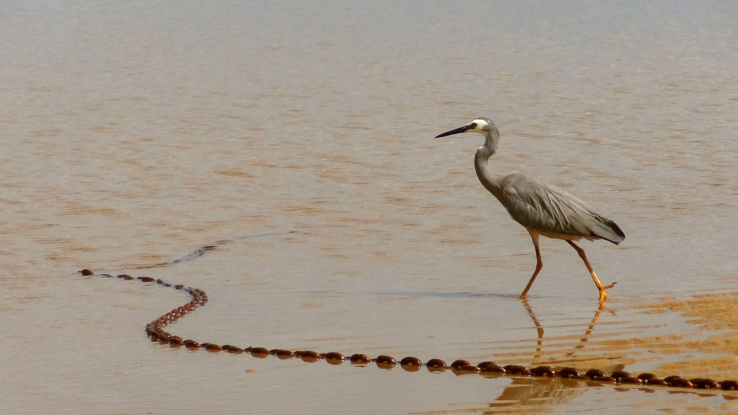 White-faced Heron (Egretta novaehollandiae)
