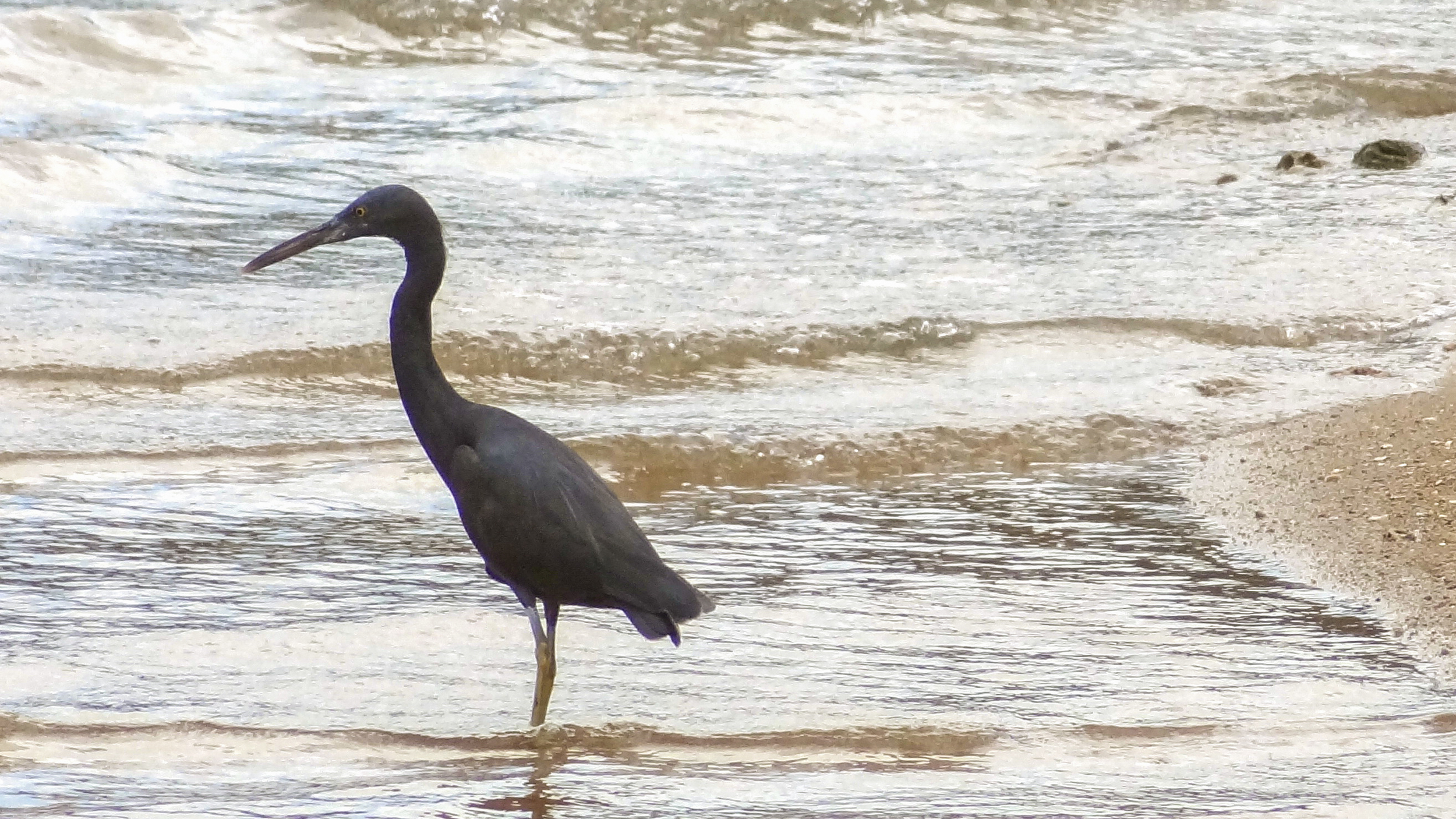 Pacific Reef-egret (Egretta sacra)