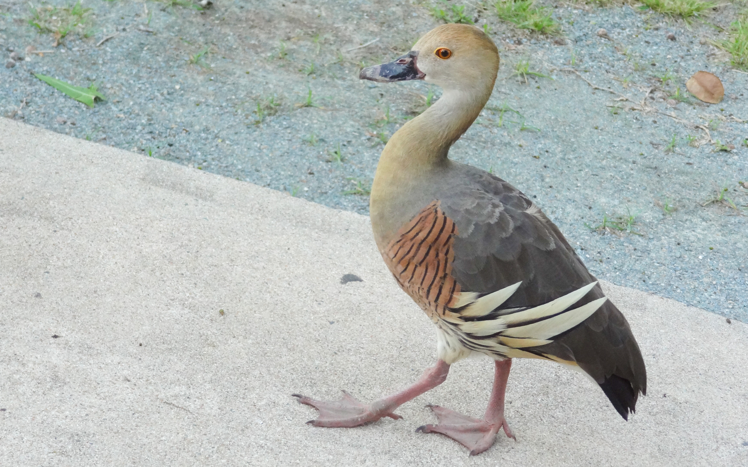 Plumed Whistling-duck (Dendrocygna eytoni)