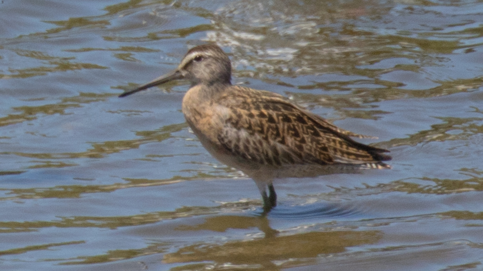 Short-billed Dowitcher (Limnodromus griseus)