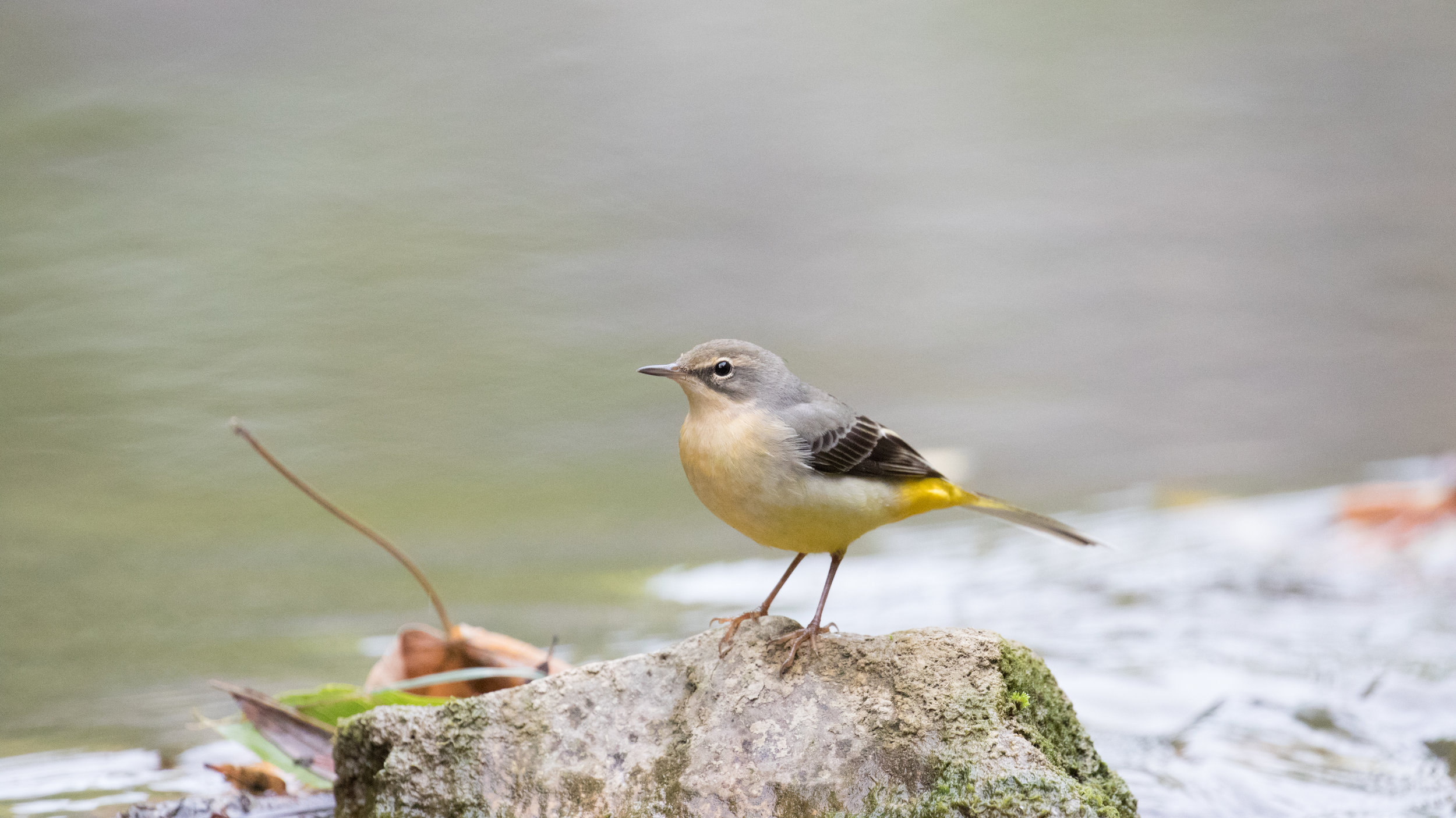 Grey Wagtail (Motacilla cinerea)