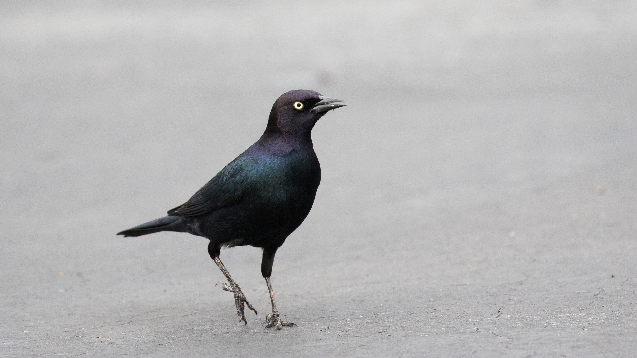 Brewer's Blackbird (Euphagus cyanocephalus)