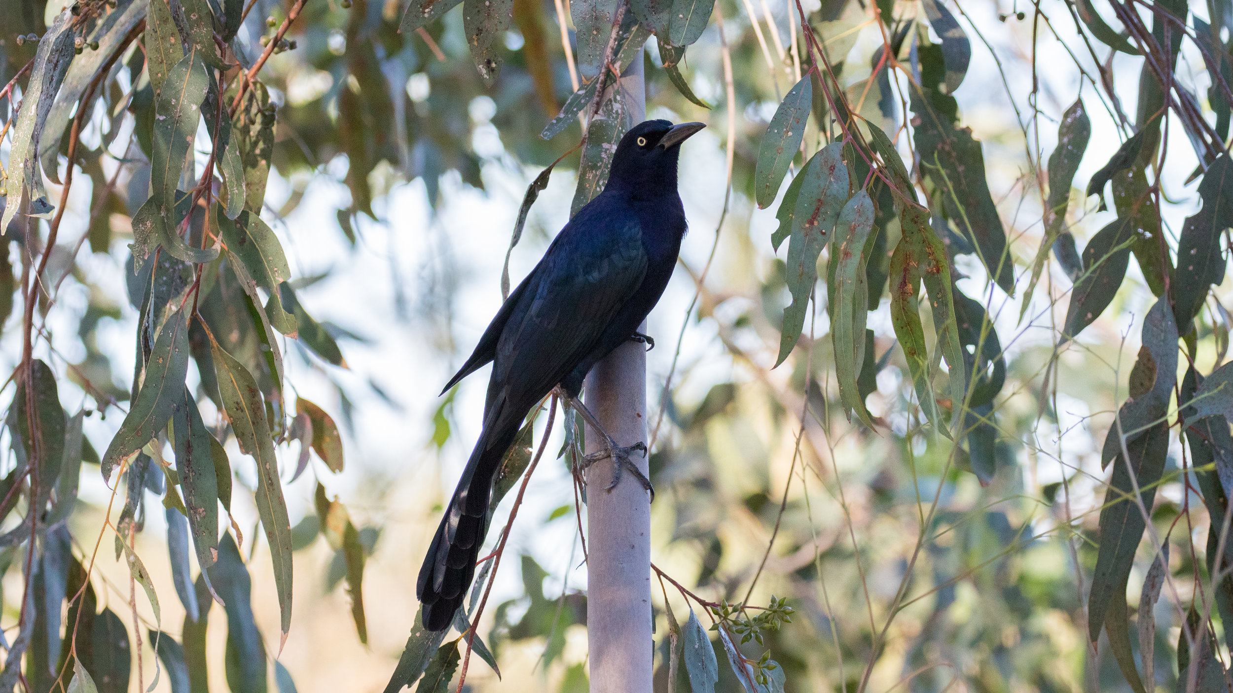 Great-tailed Grackle (Quiscalus mexicanus)