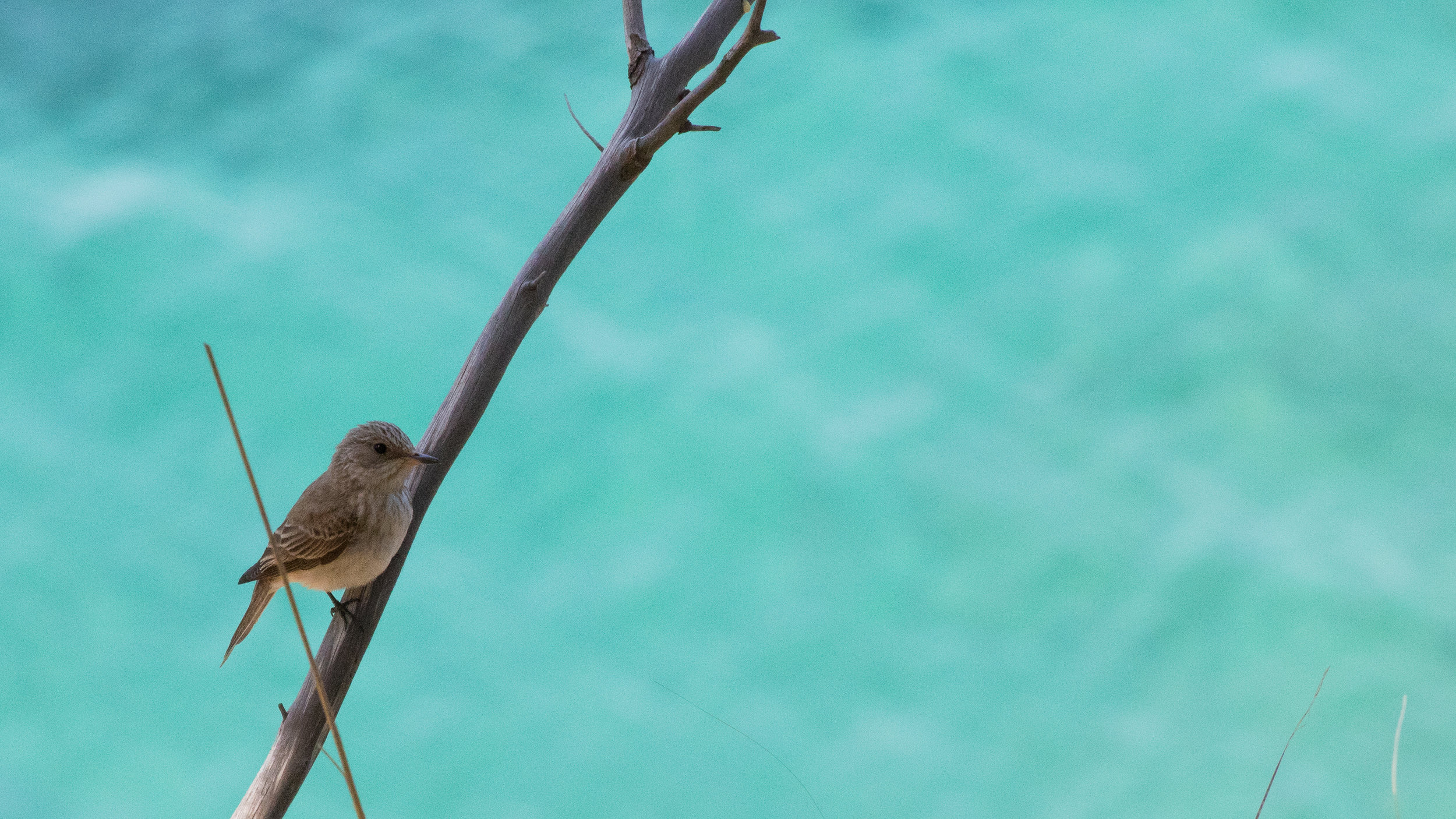 Spotted Flycatcher (Muscicapa striata)
