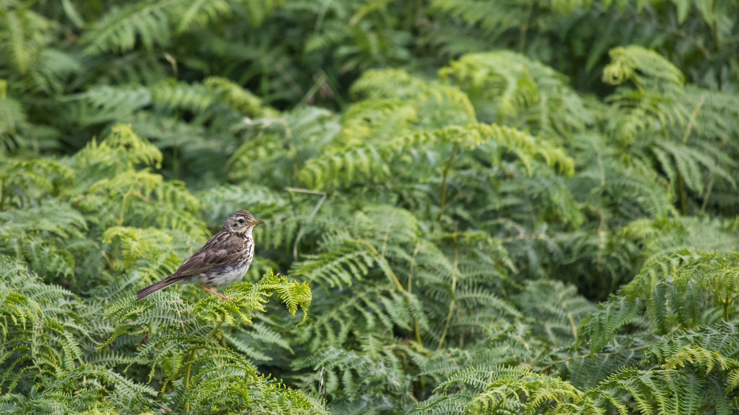 Meadow Pipit (Anthus pratensis)