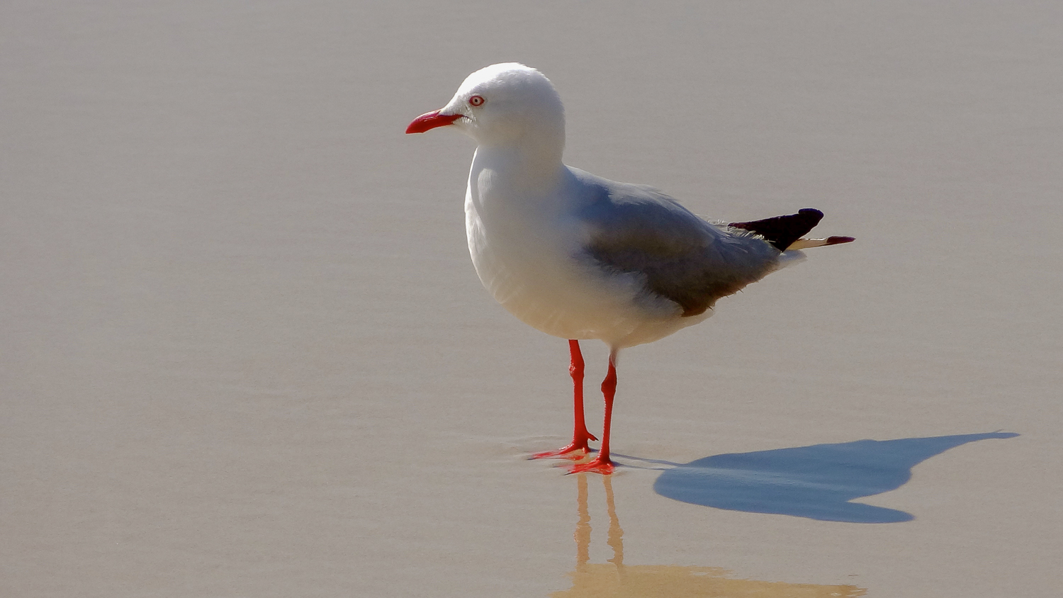 Silver Gull (Larus novaehollandiae)