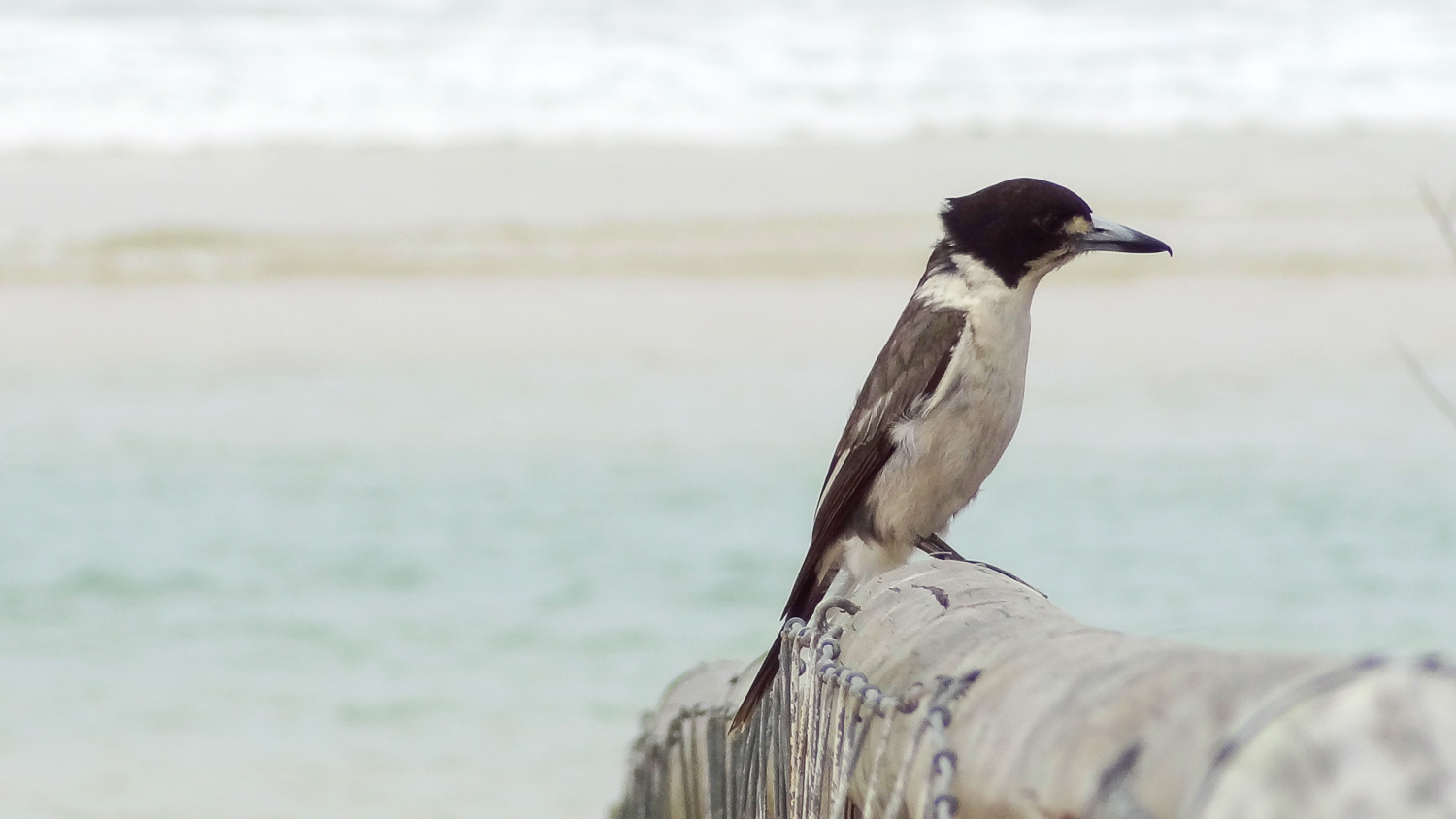 Grey Butcherbird (Cracticus torquatus)