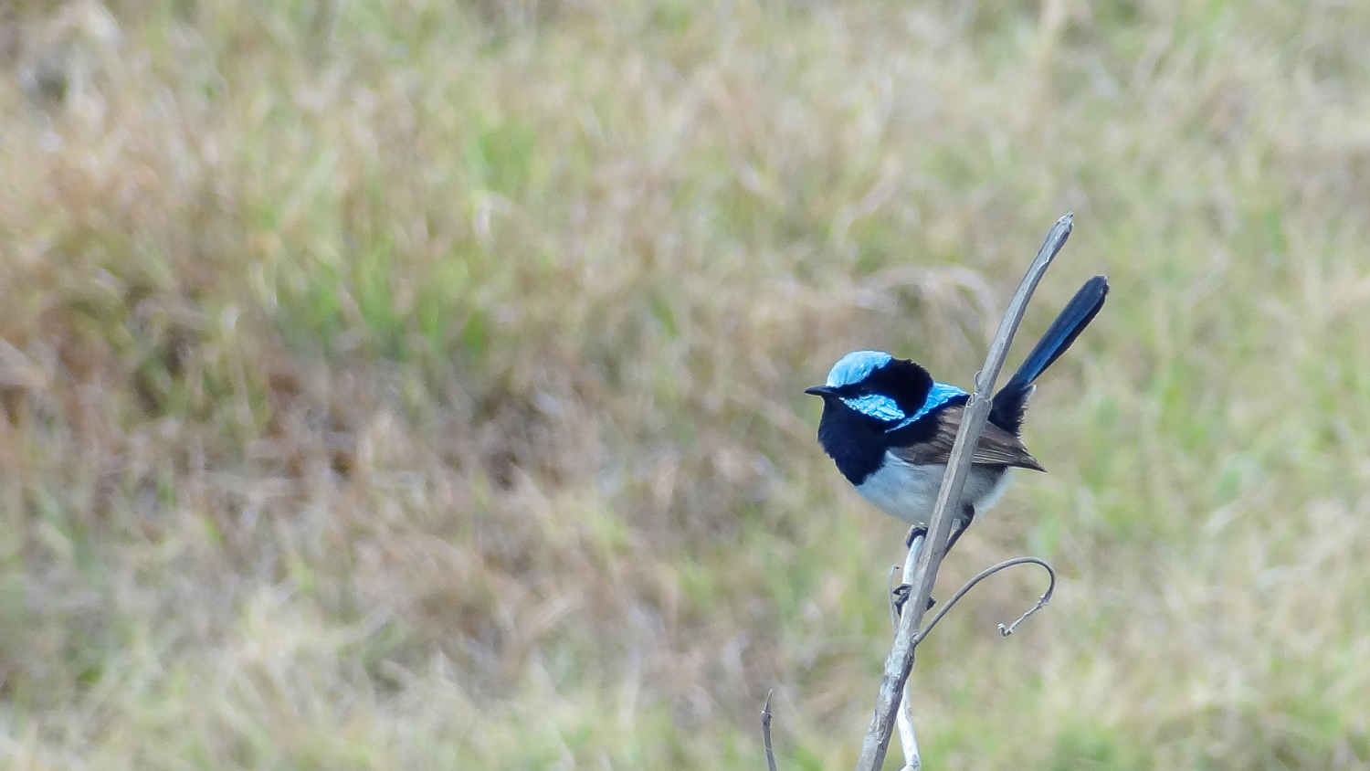 Superb Fairy-wren (Malurus cyaneus)
