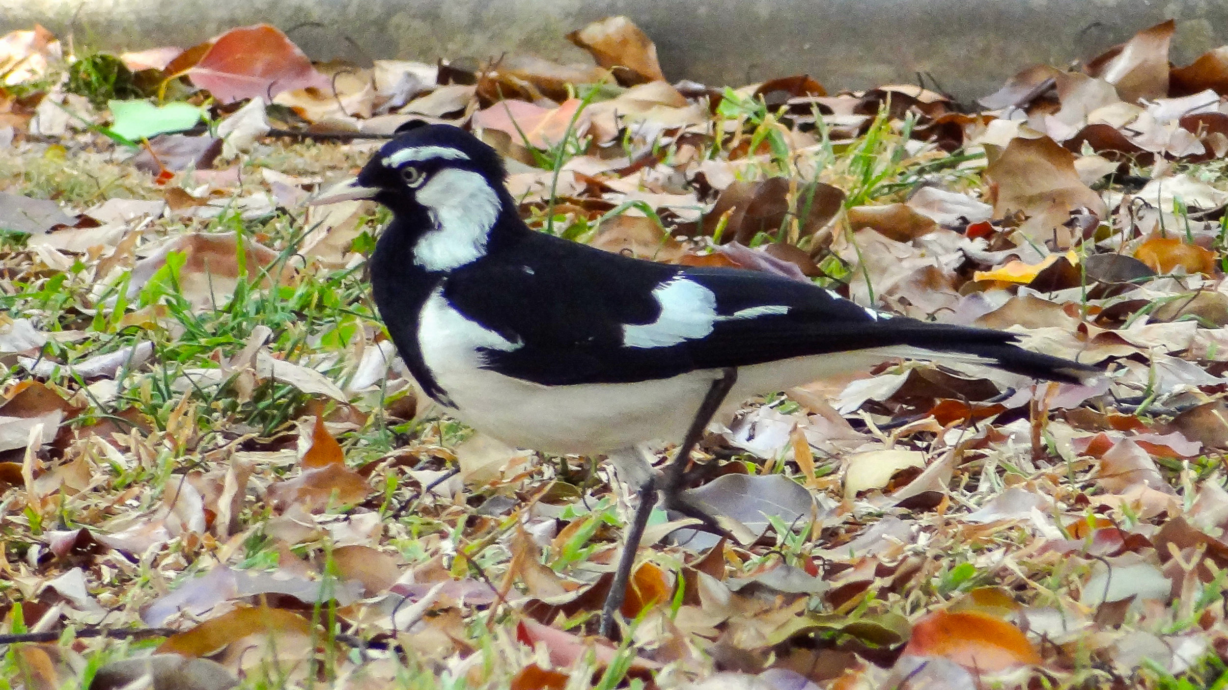 Magpie-lark (Grallina cyanoleuca)