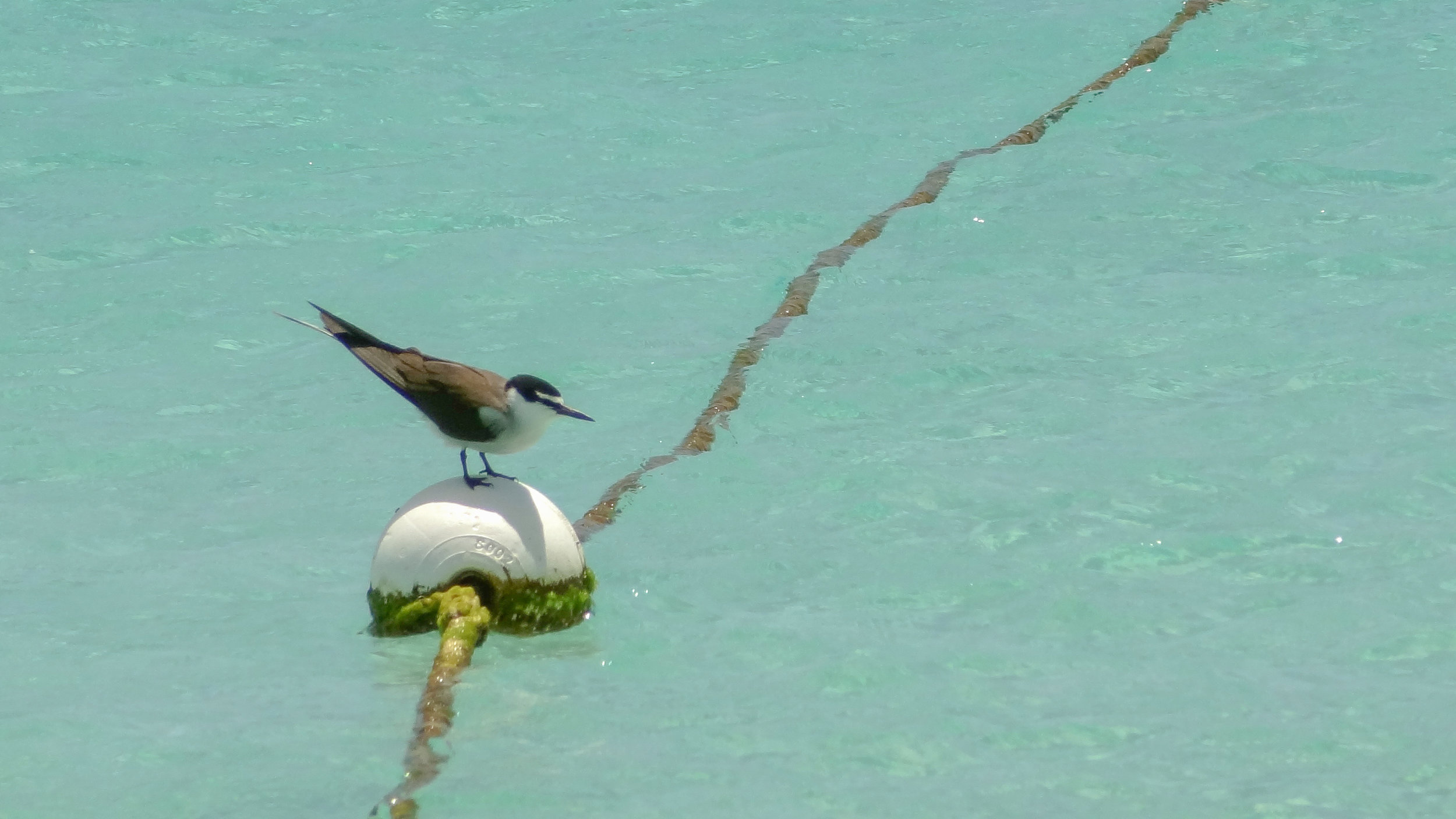 Bridled Tern (Onychoprion anaethetus)
