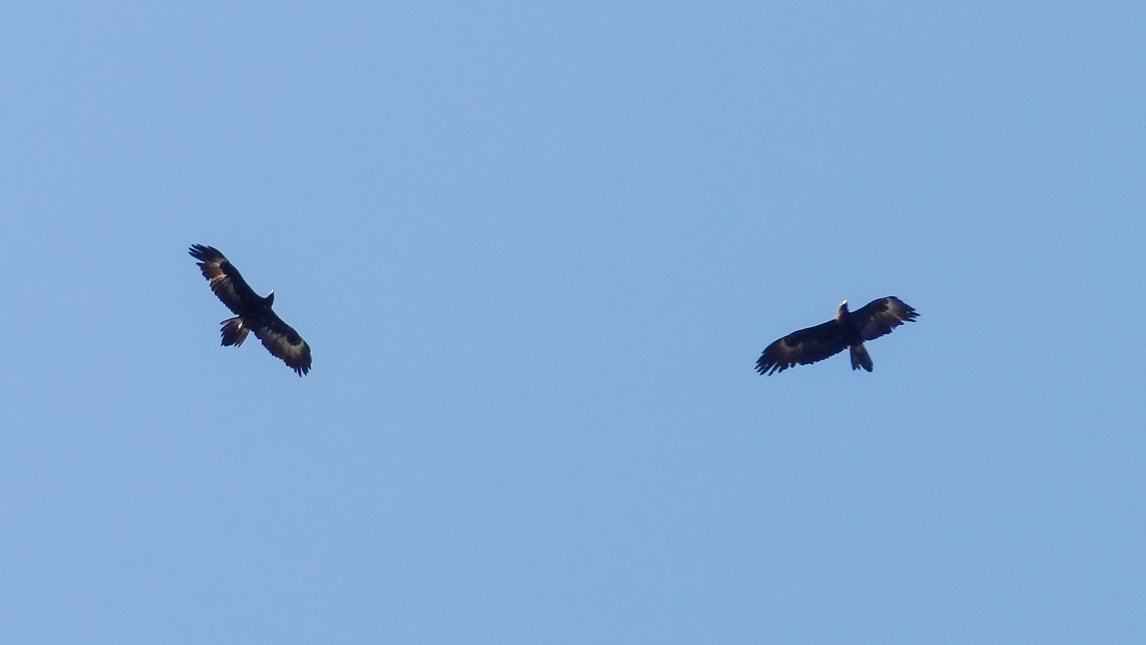 Wedge-tailed Eagle (Aquila audax)