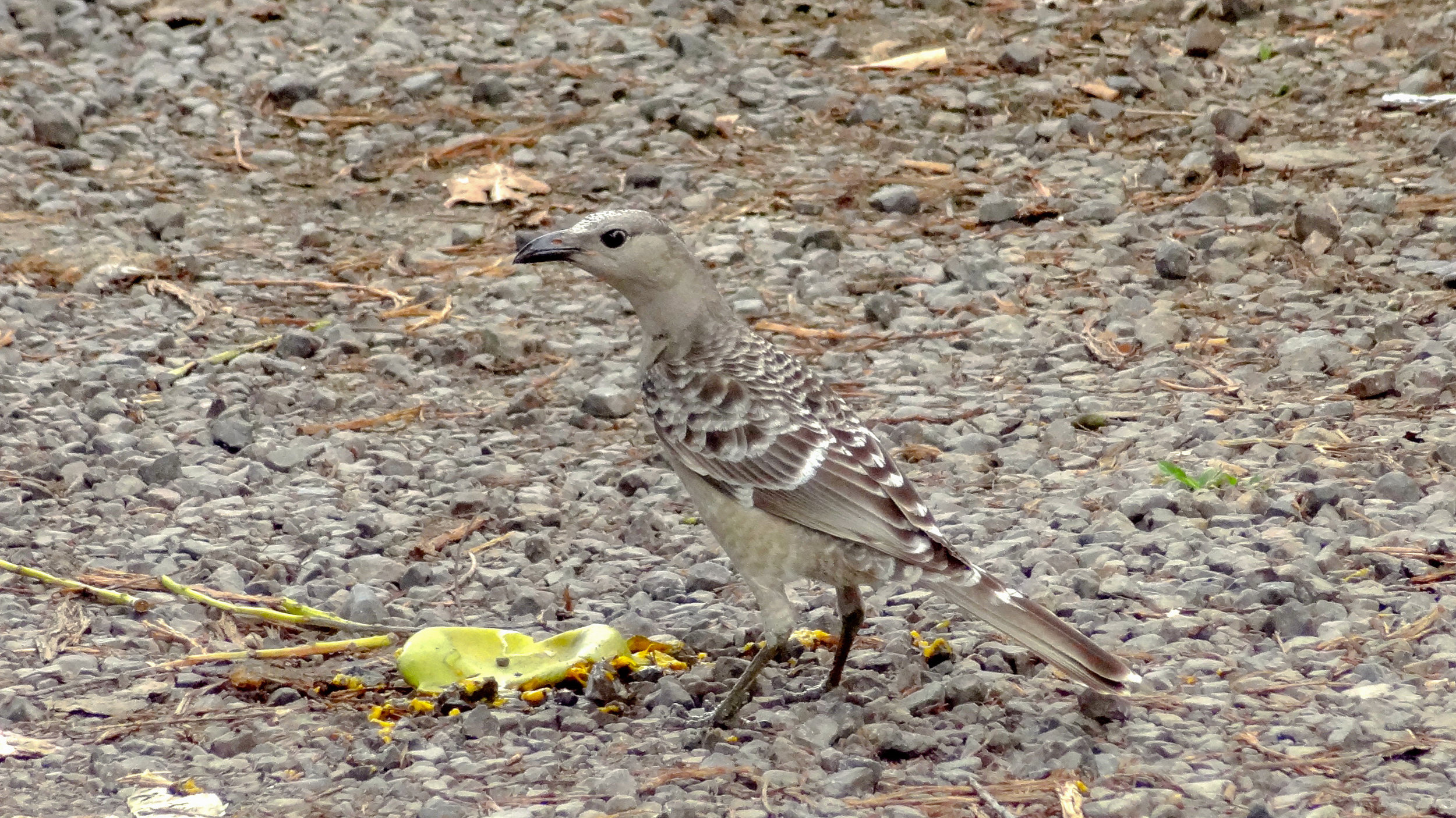 Great Bowerbird (Chlamydera nuchalis)