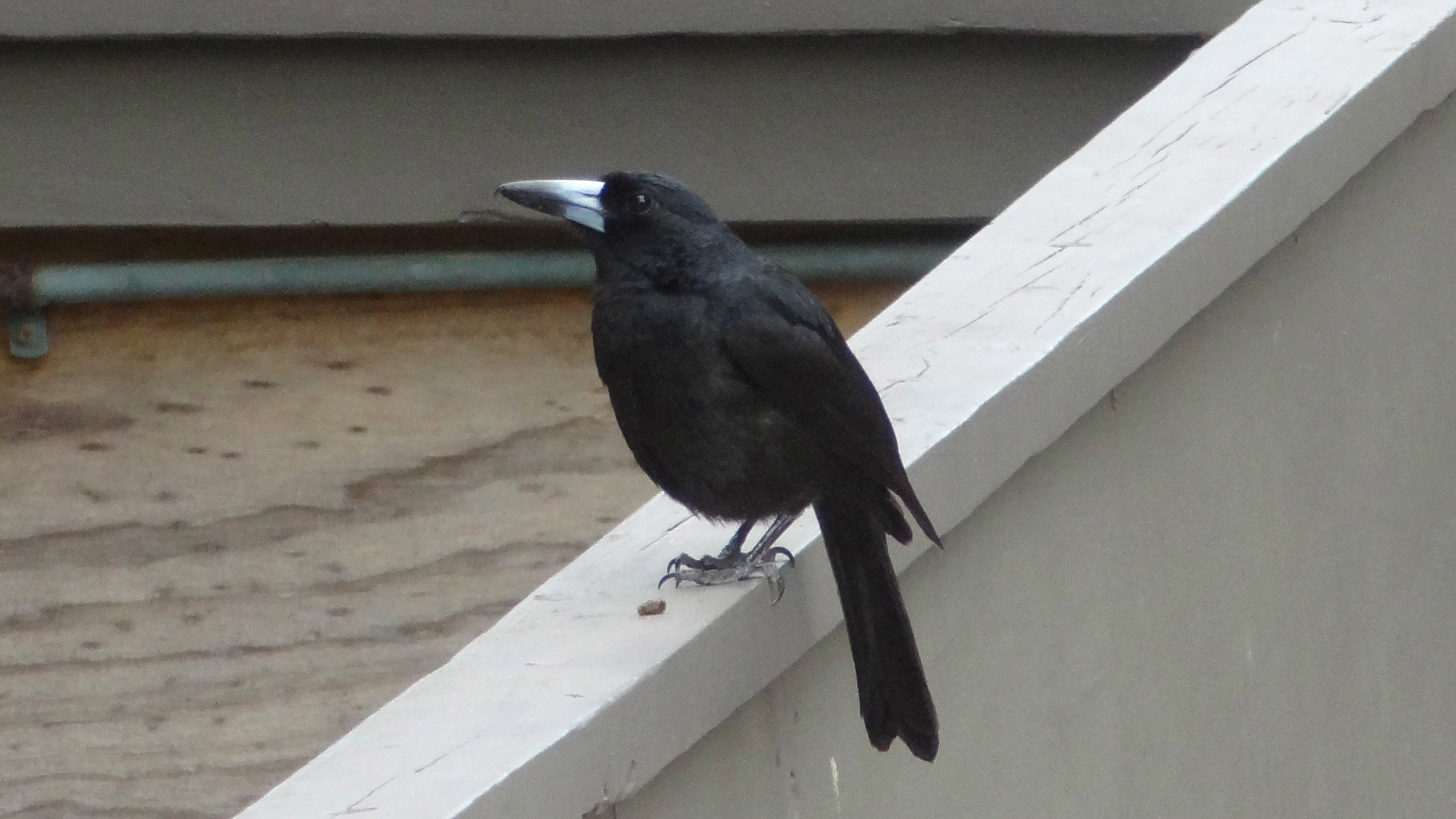 Black Butcherbird (Cracticus quoyi)