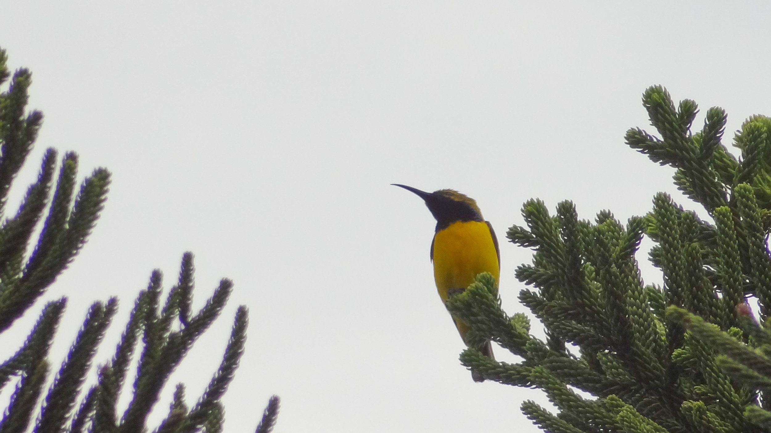 Olive-backed Sunbird (Cinnyris jugularis)