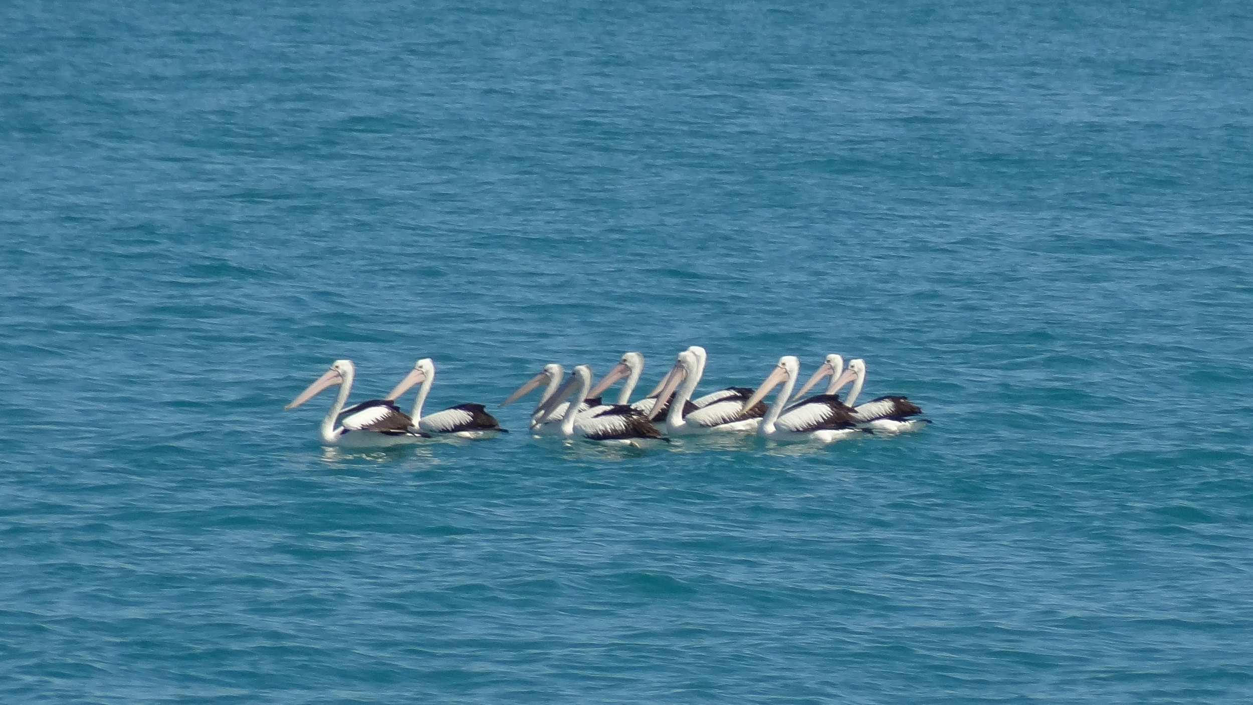 Australian Pelican (Pelecanus conspicillatus)