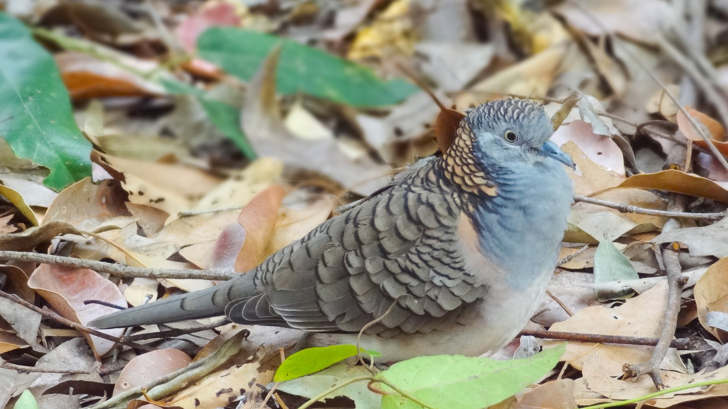 Bar-shouldered Dove (Geopelia humeralis)