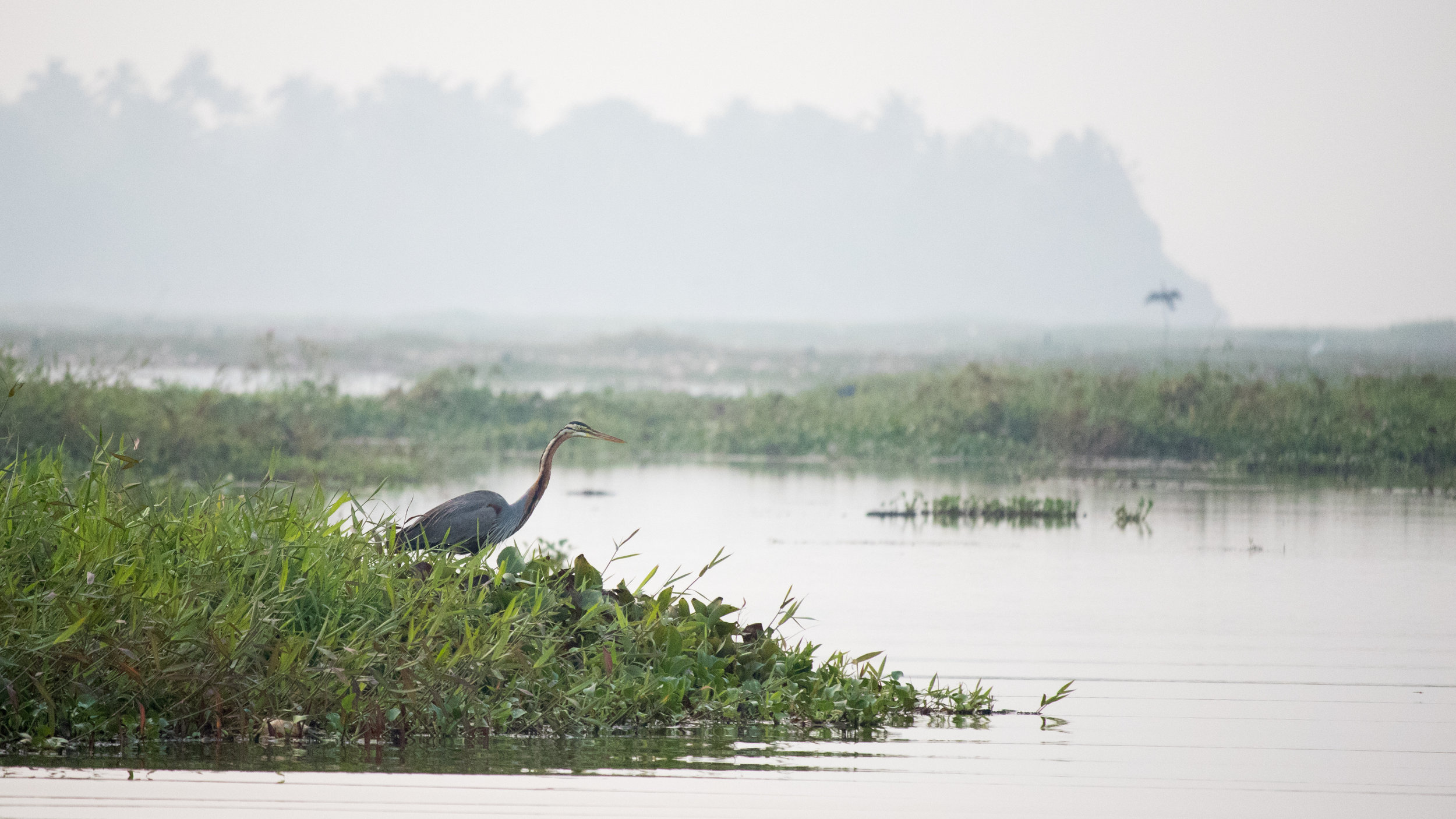 Purple Heron (Ardea purpurea)