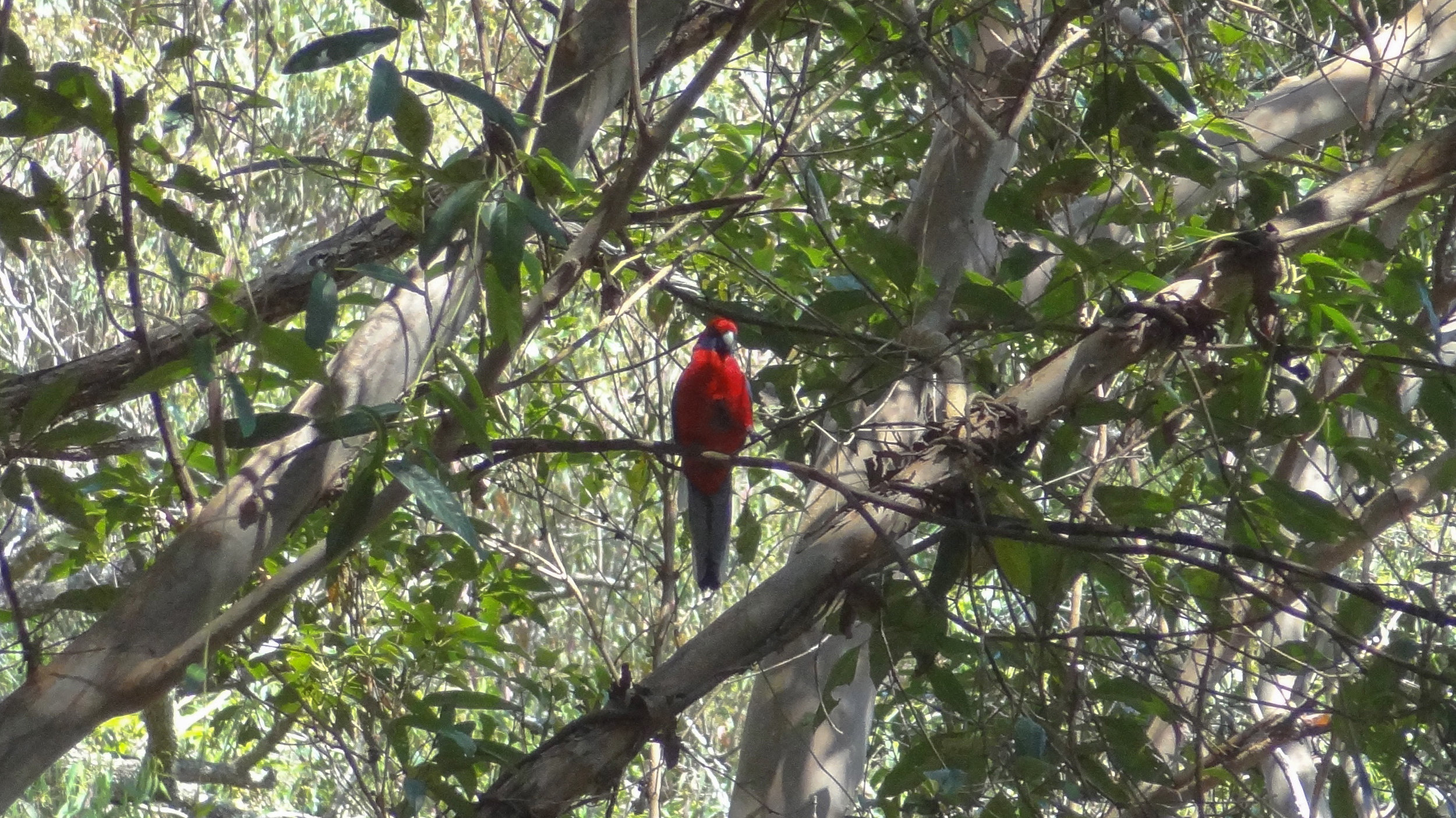 Crimson Rosella (Platycercus elegans)