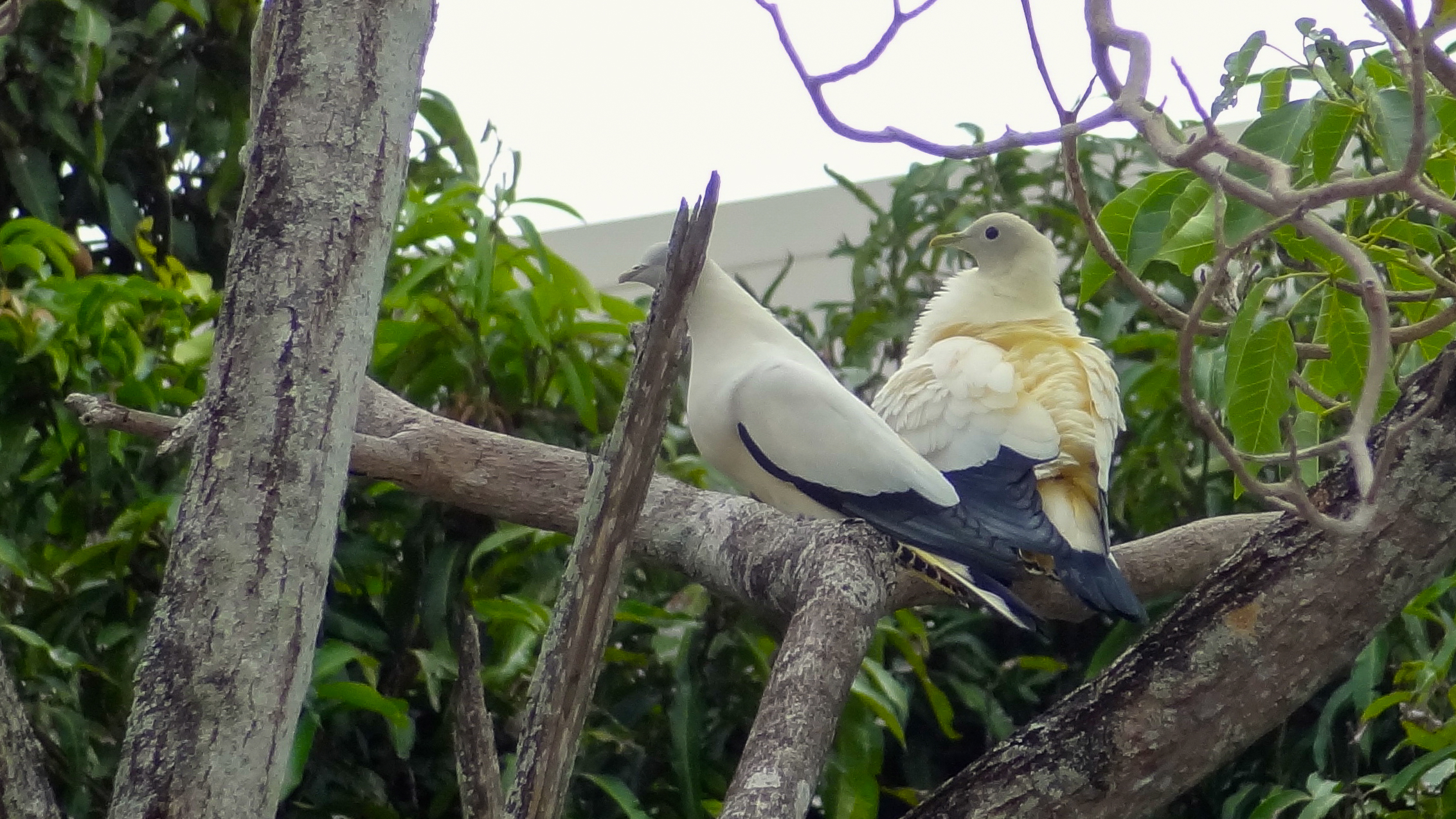 Torresian Imperial-pigeon (Ducula spilorrhoa)