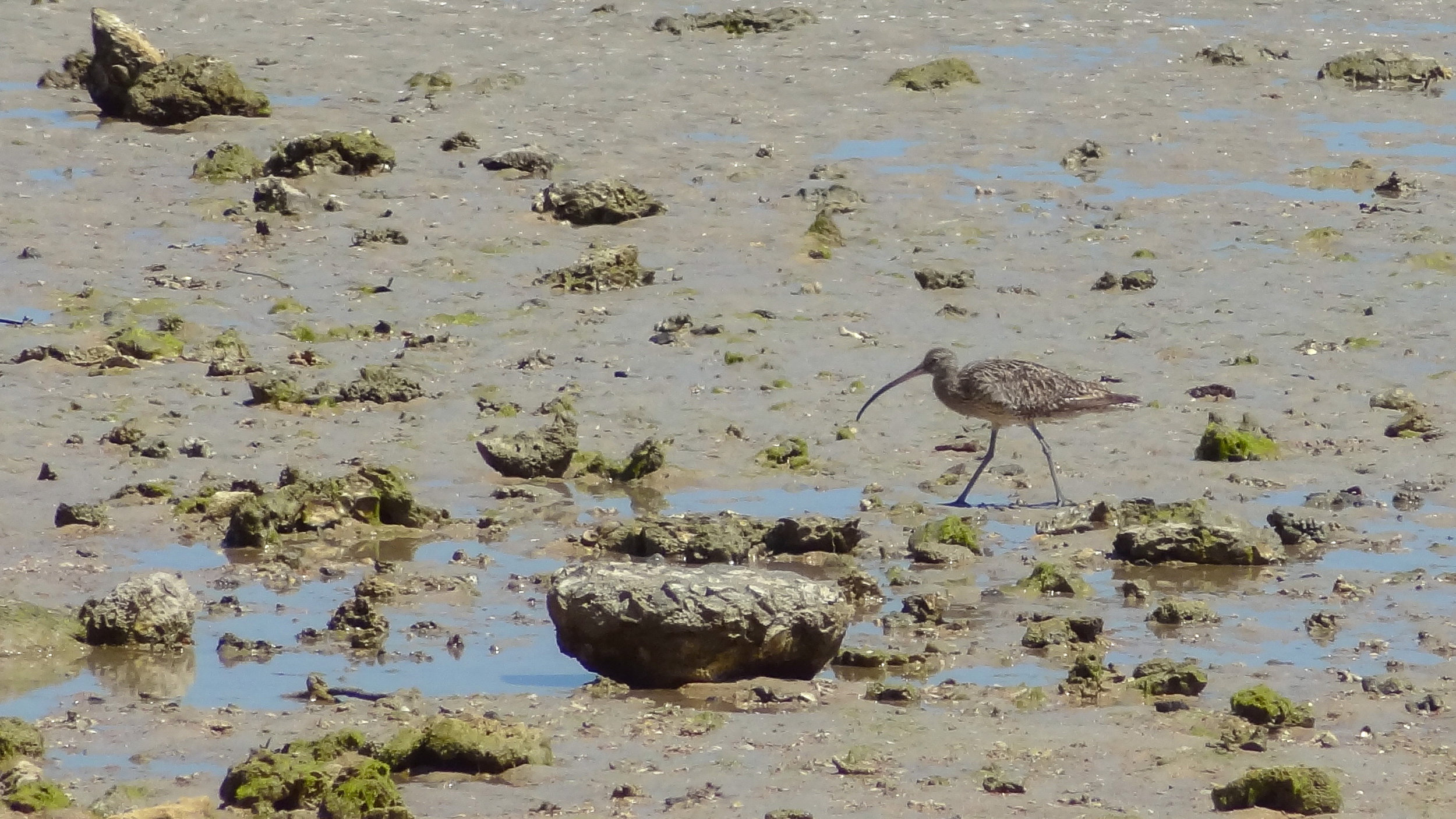Far Eastern Curlew (Numenius madagascariensis)
