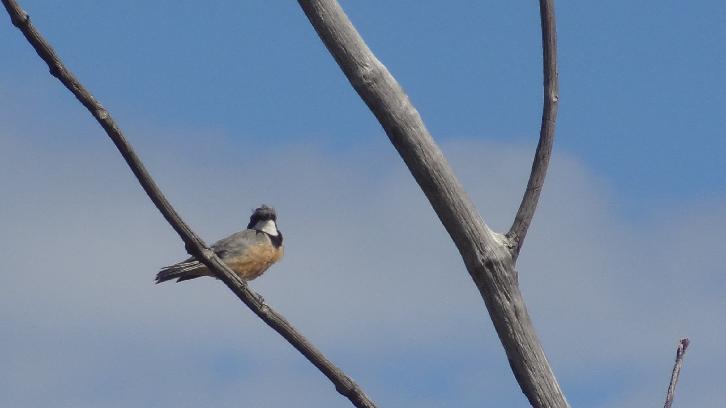 Rufous Whistler (Pachycephala rufiventris)