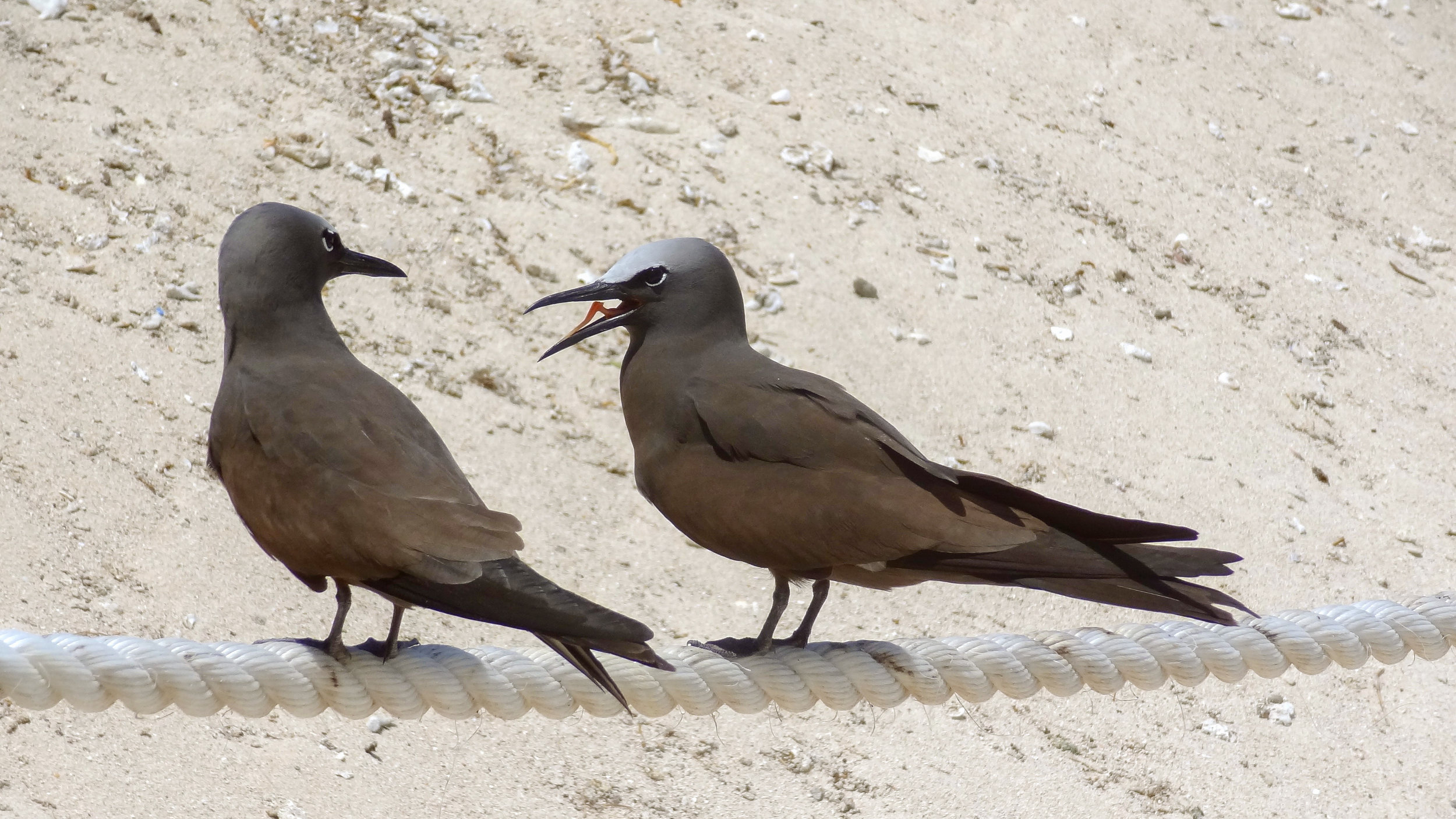 Brown Noddy (Anous stolidus)