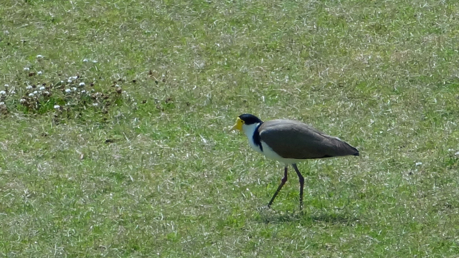 Masked Lapwing (Vanellus miles)