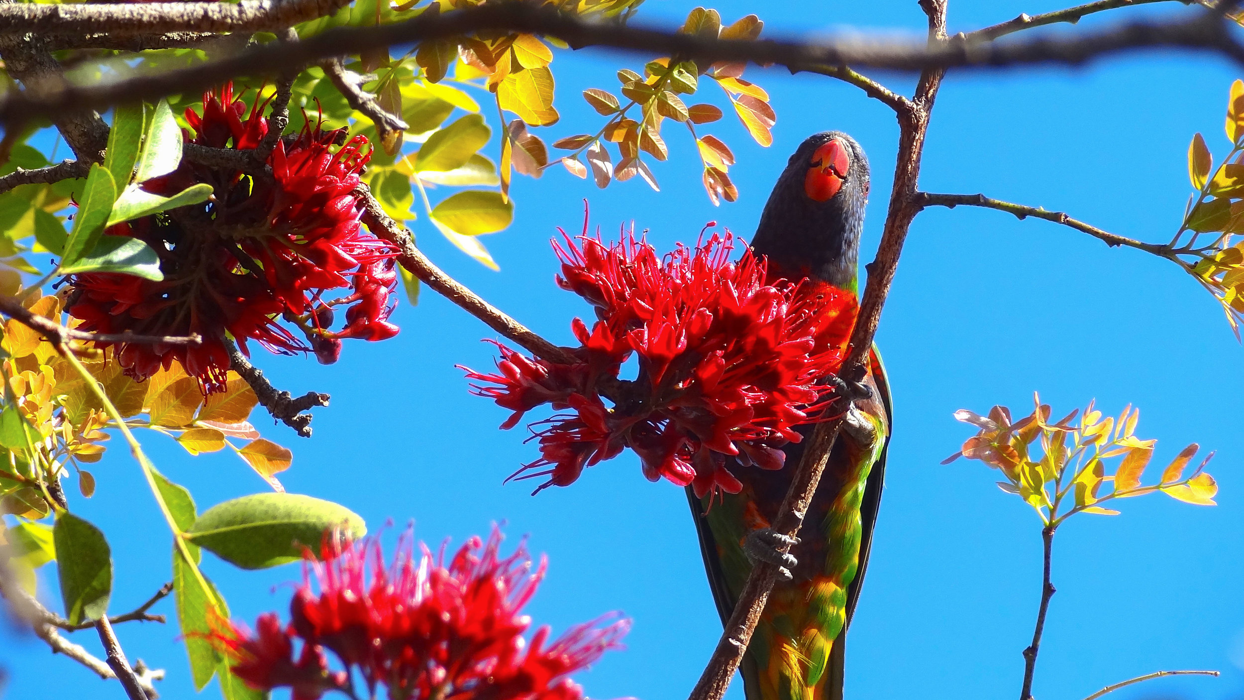 Rainbow Lorikeet (Trichoglossus moluccanus)