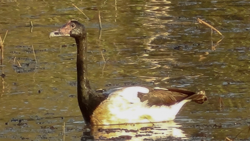 Magpie Goose (Anseranas semipalmata)