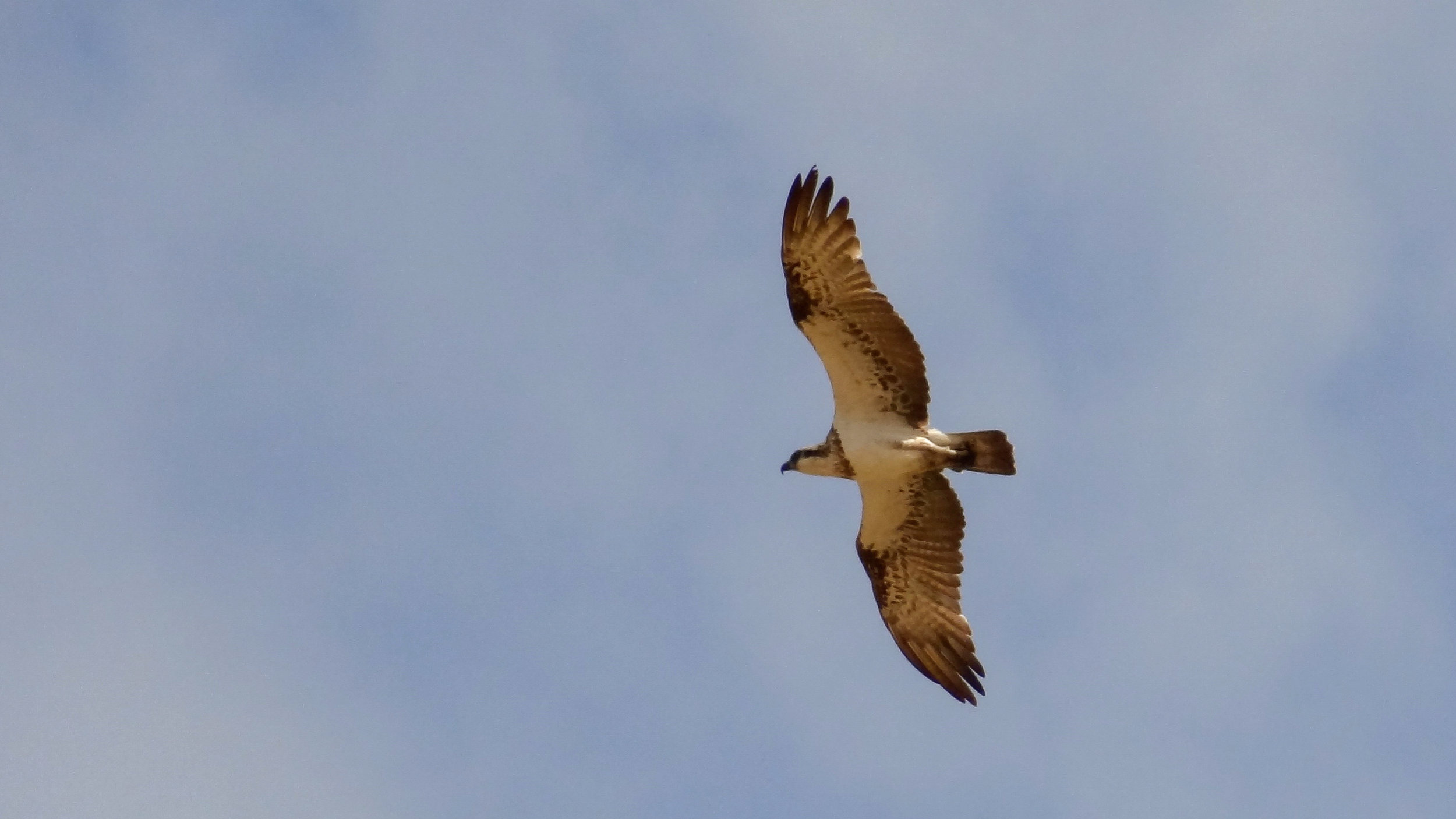 Osprey (Pandion haliaetus)