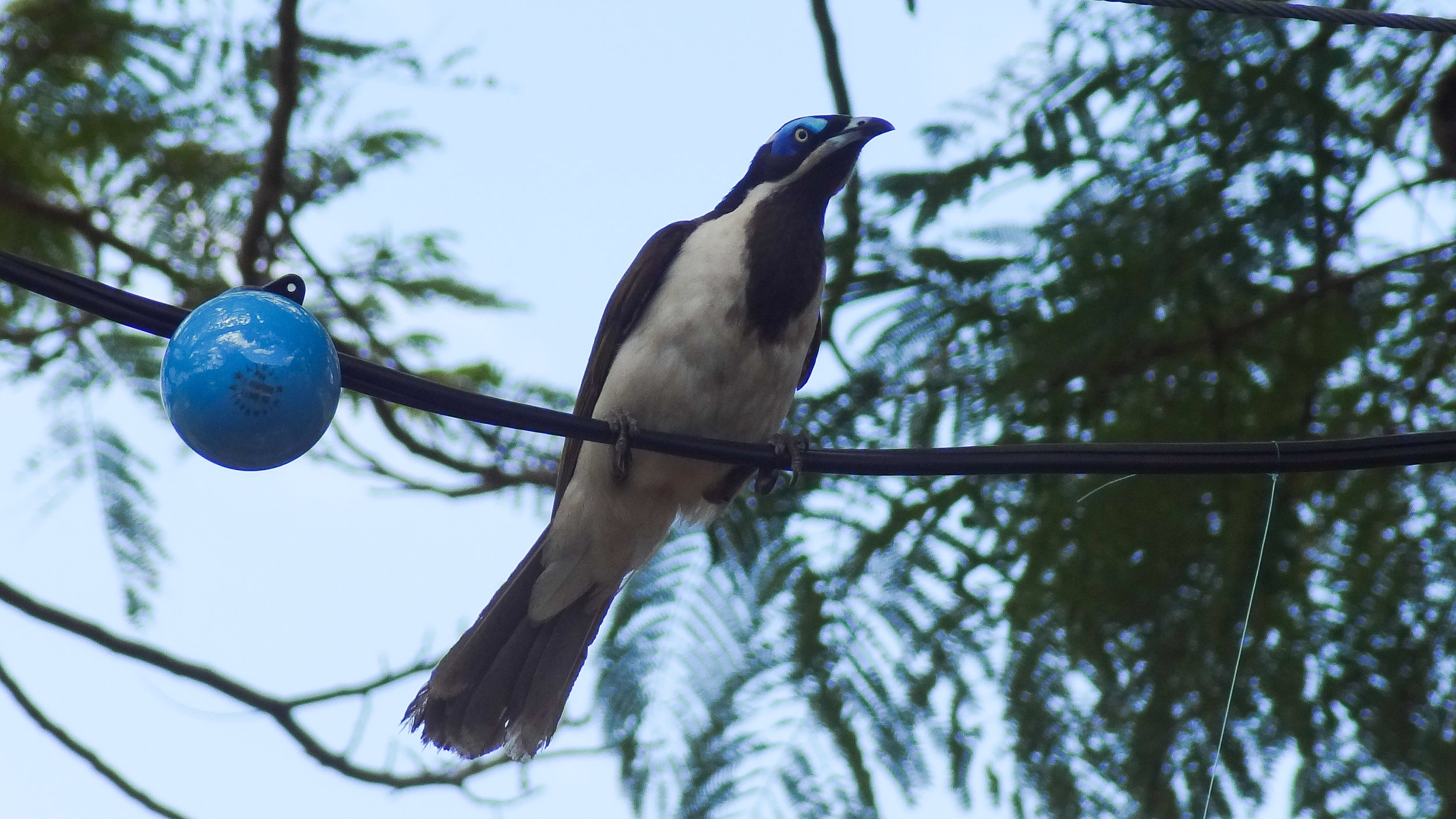 Blue-faced Honeyeater (Entomyzon cyanotis)