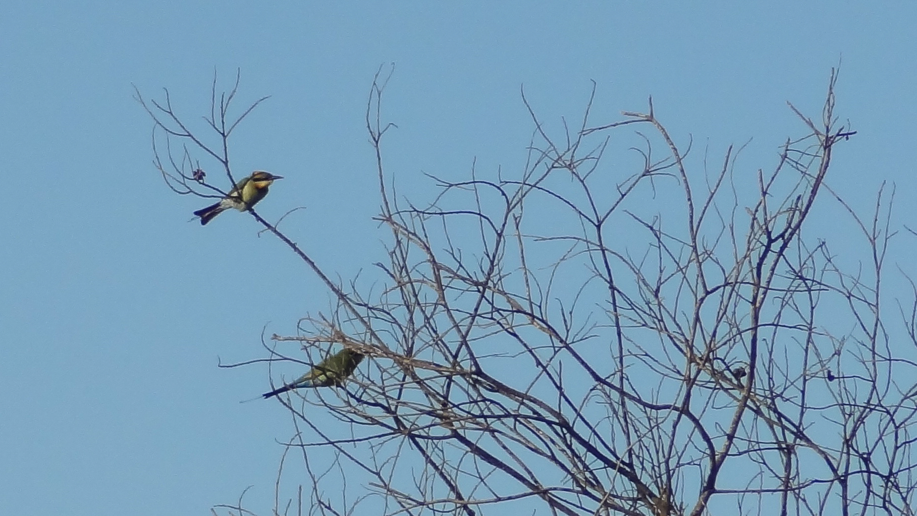 Rainbow Bee-eater (Merops ornatus)