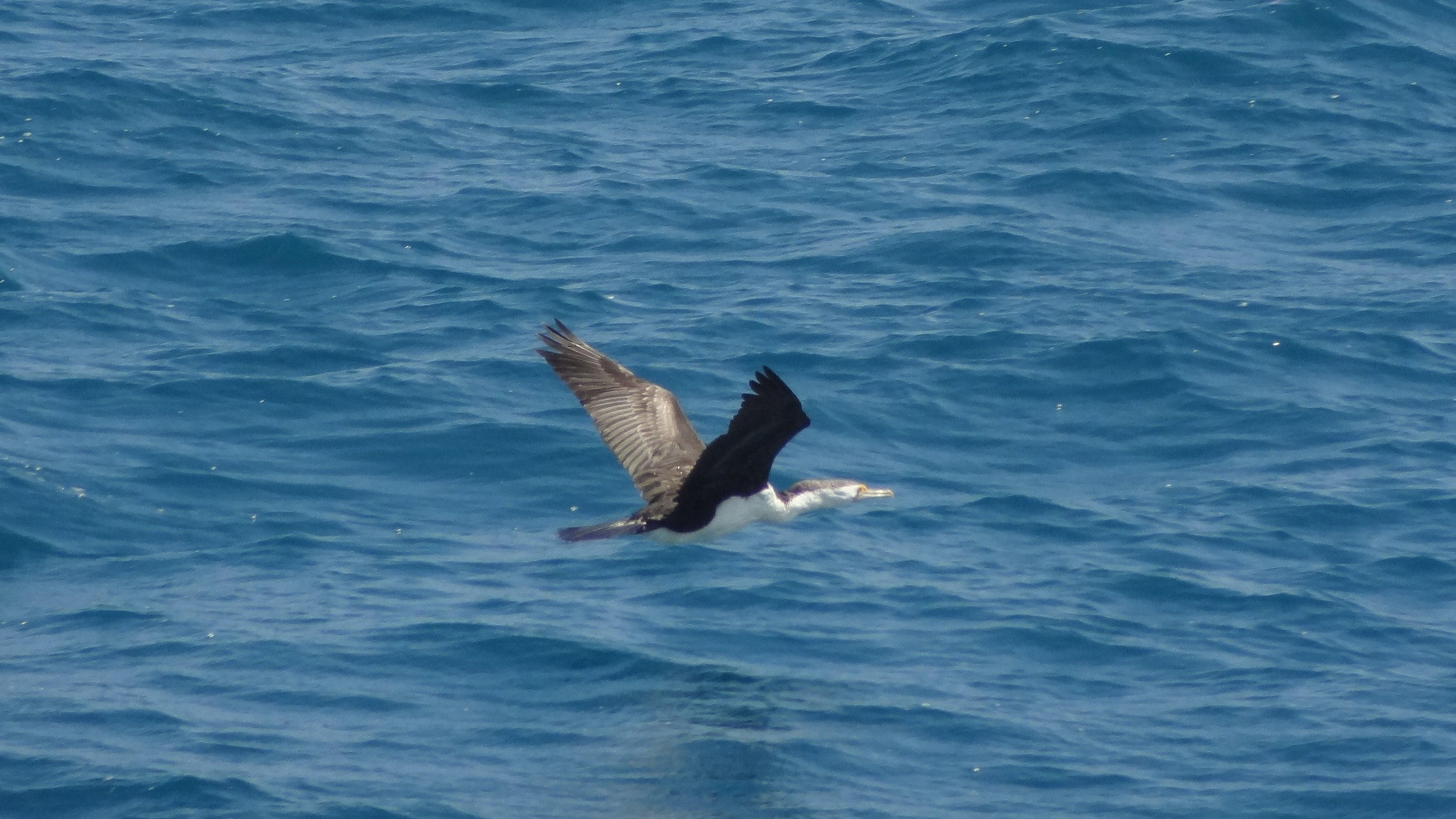Great Pied Cormorant (Phalacrocorax varius)