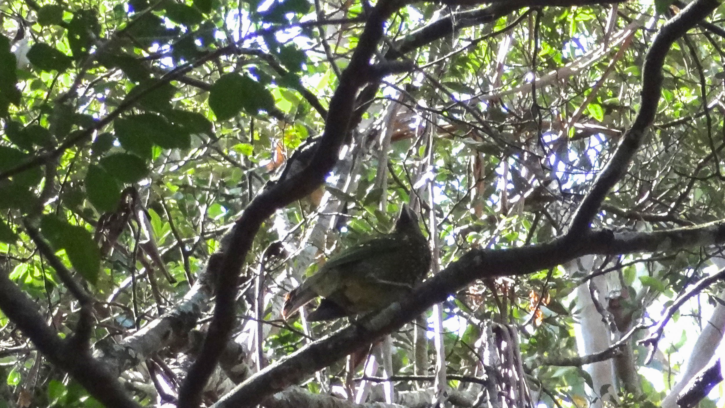 Green Catbird (Ailuroedus crassirostris)
