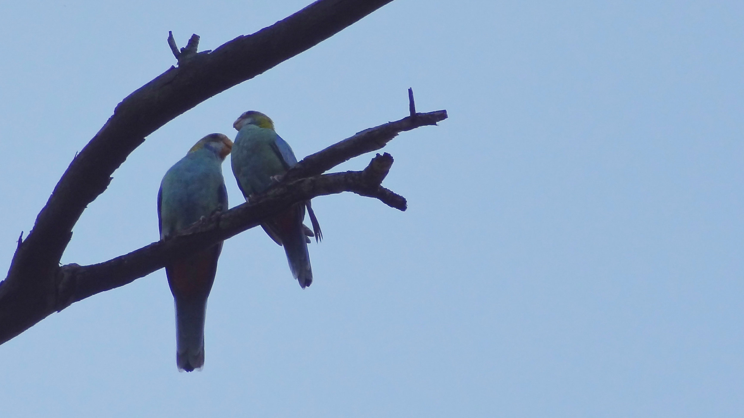 Pale-headed Rosella (Platycercus adscitus)
