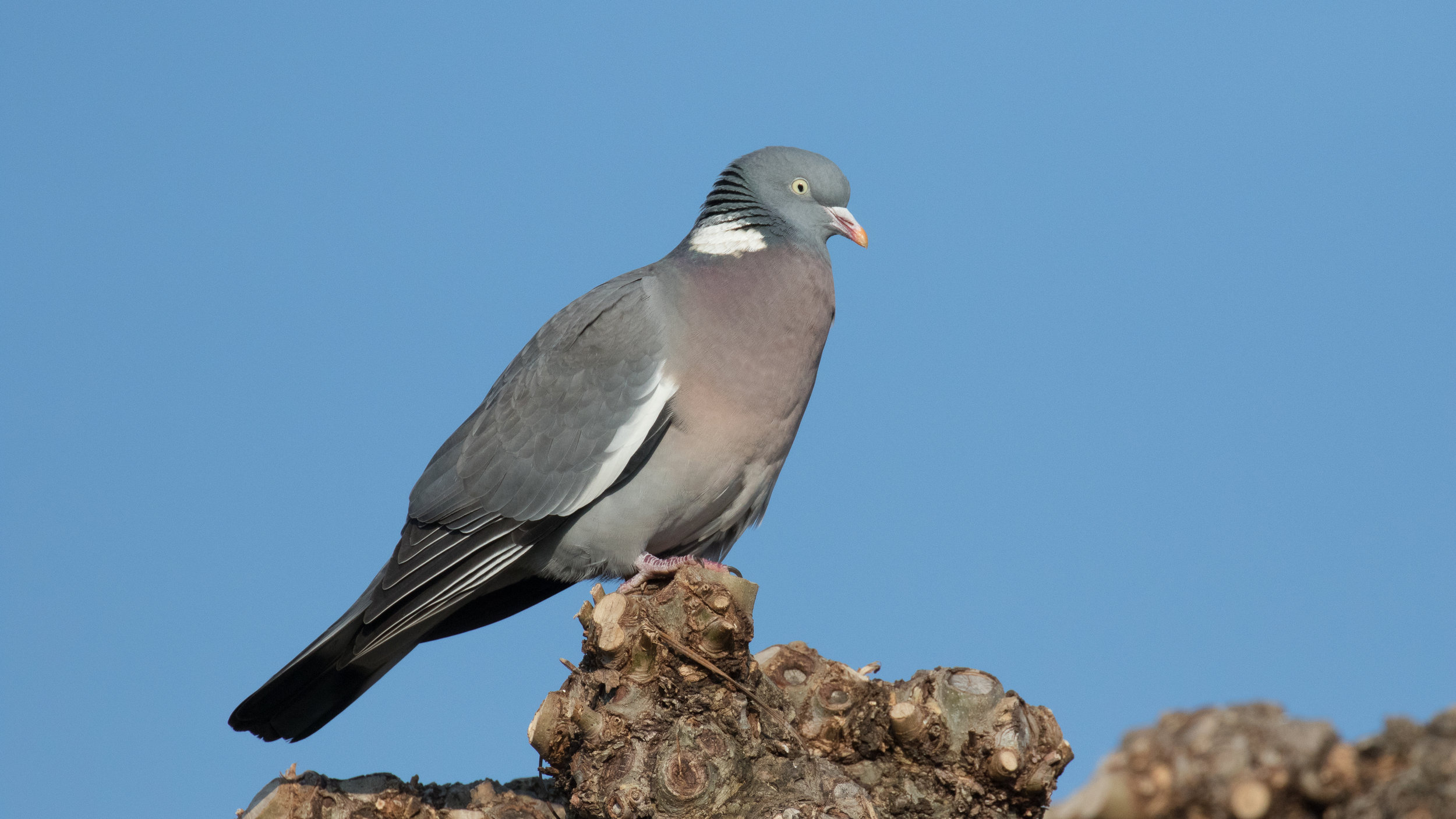 Common Wood-Pigeon (Columba palumbus)