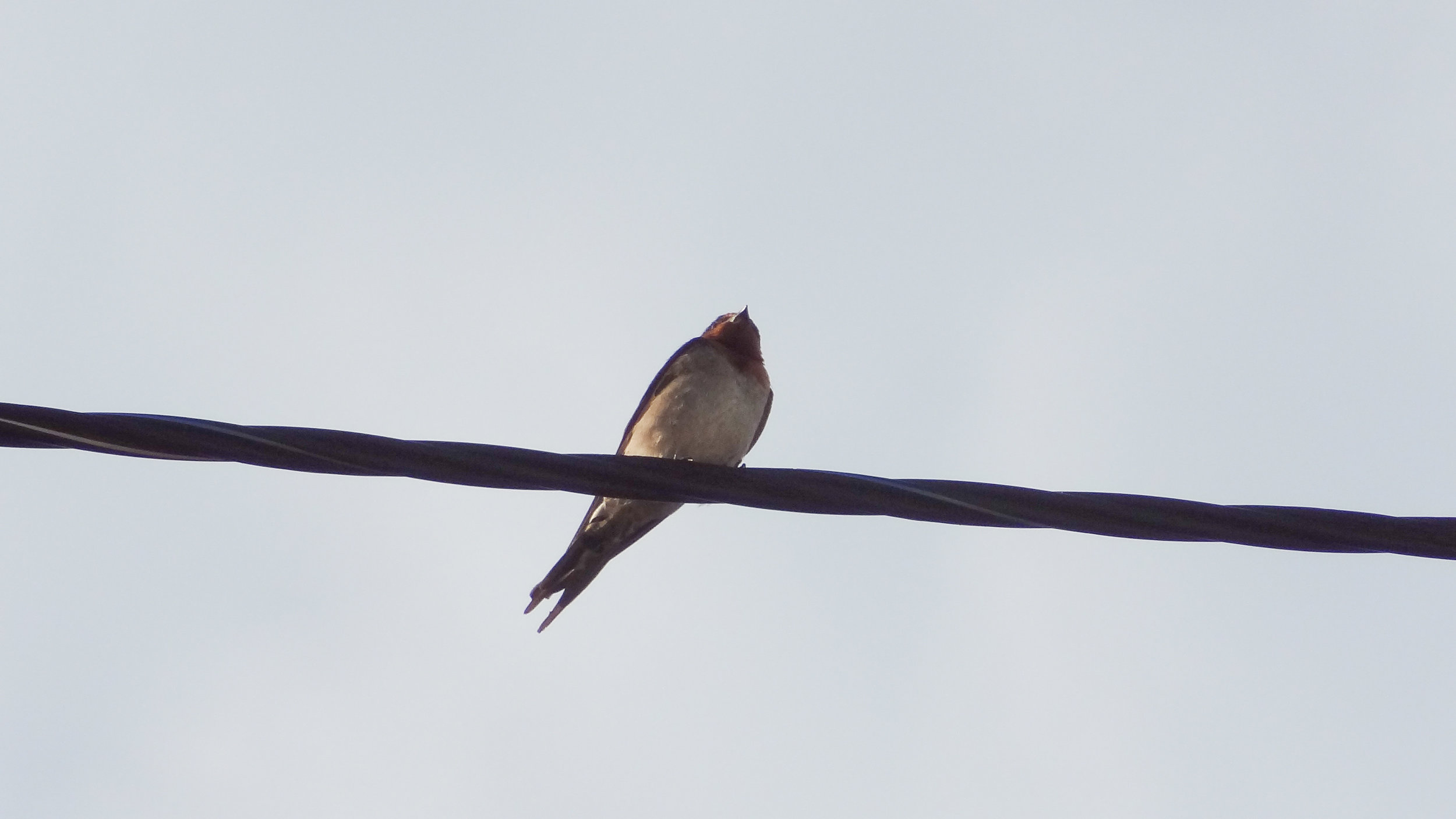 Welcome Swallow (Hirundo neoxena)
