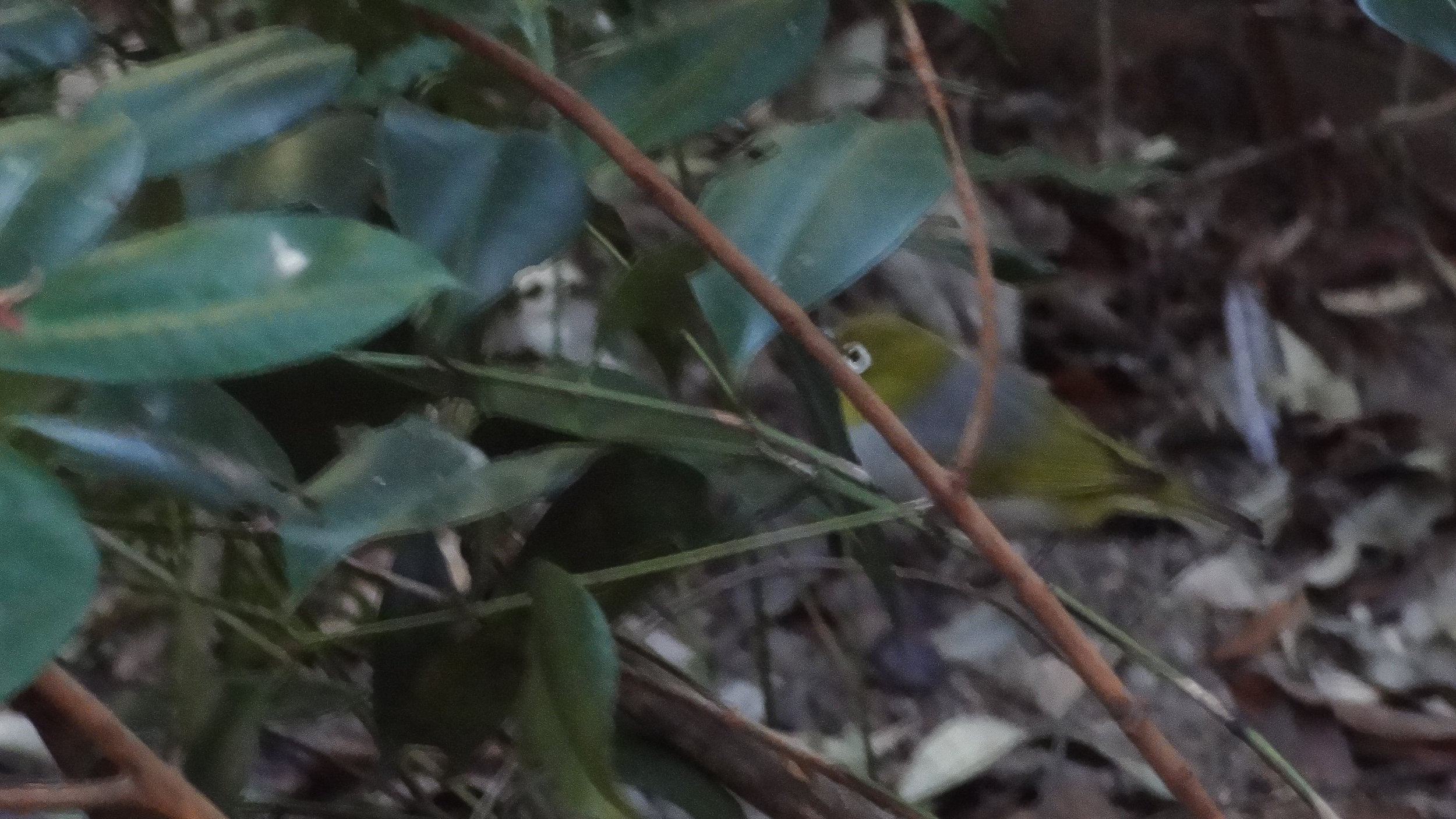 Silvereye (Zosterops lateralis)