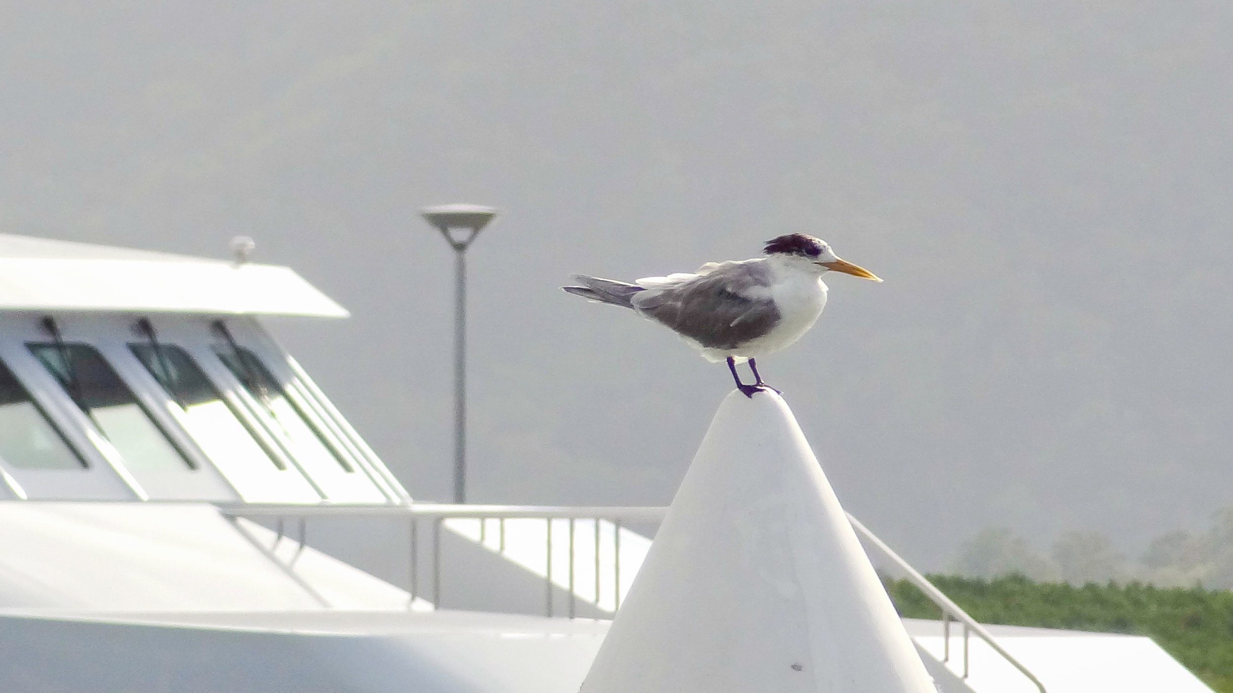 Greater Crested Tern (Thalasseus bergii)
