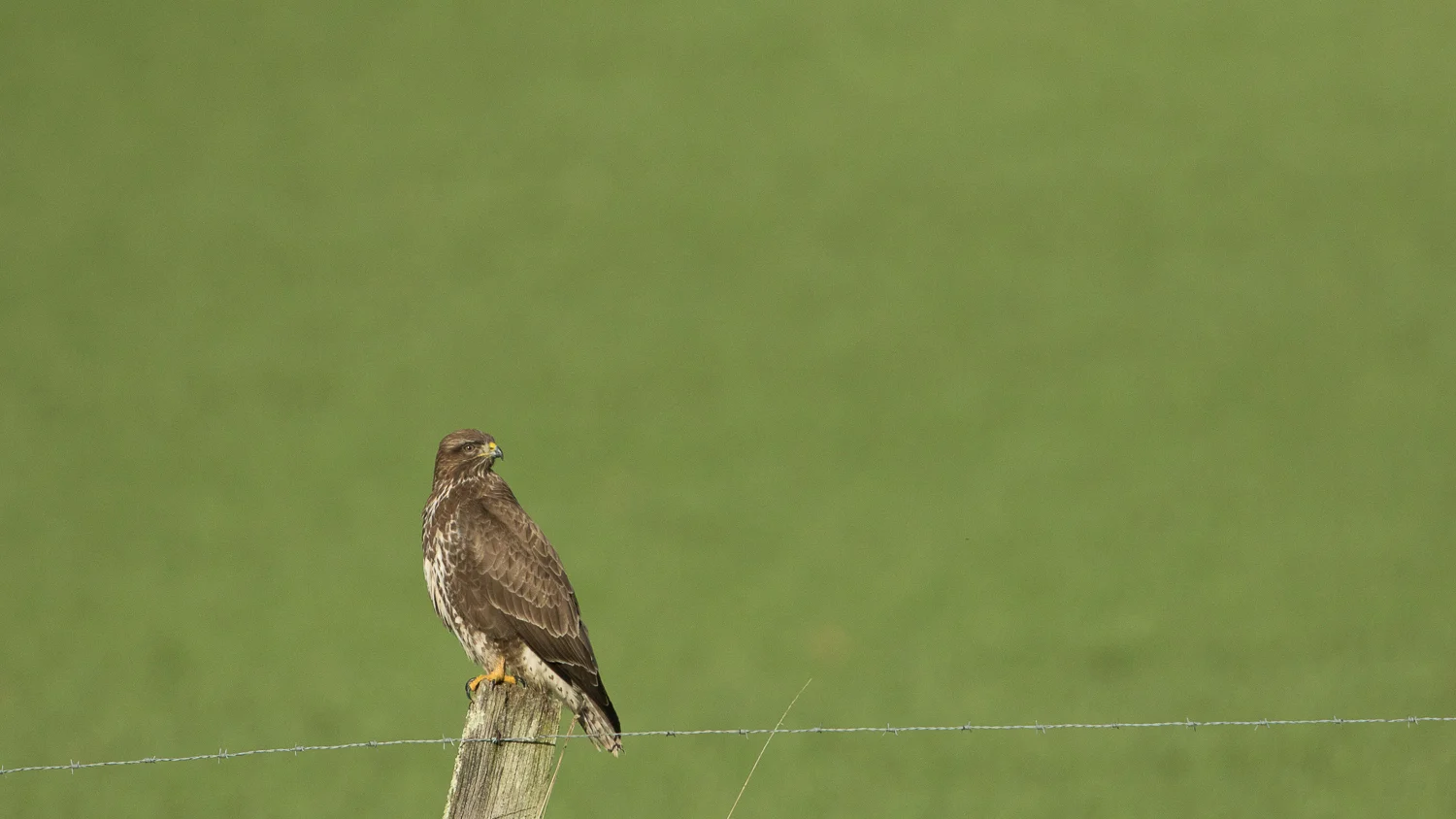 Bird Identification Black Kite Vs Eurasian Buzzard