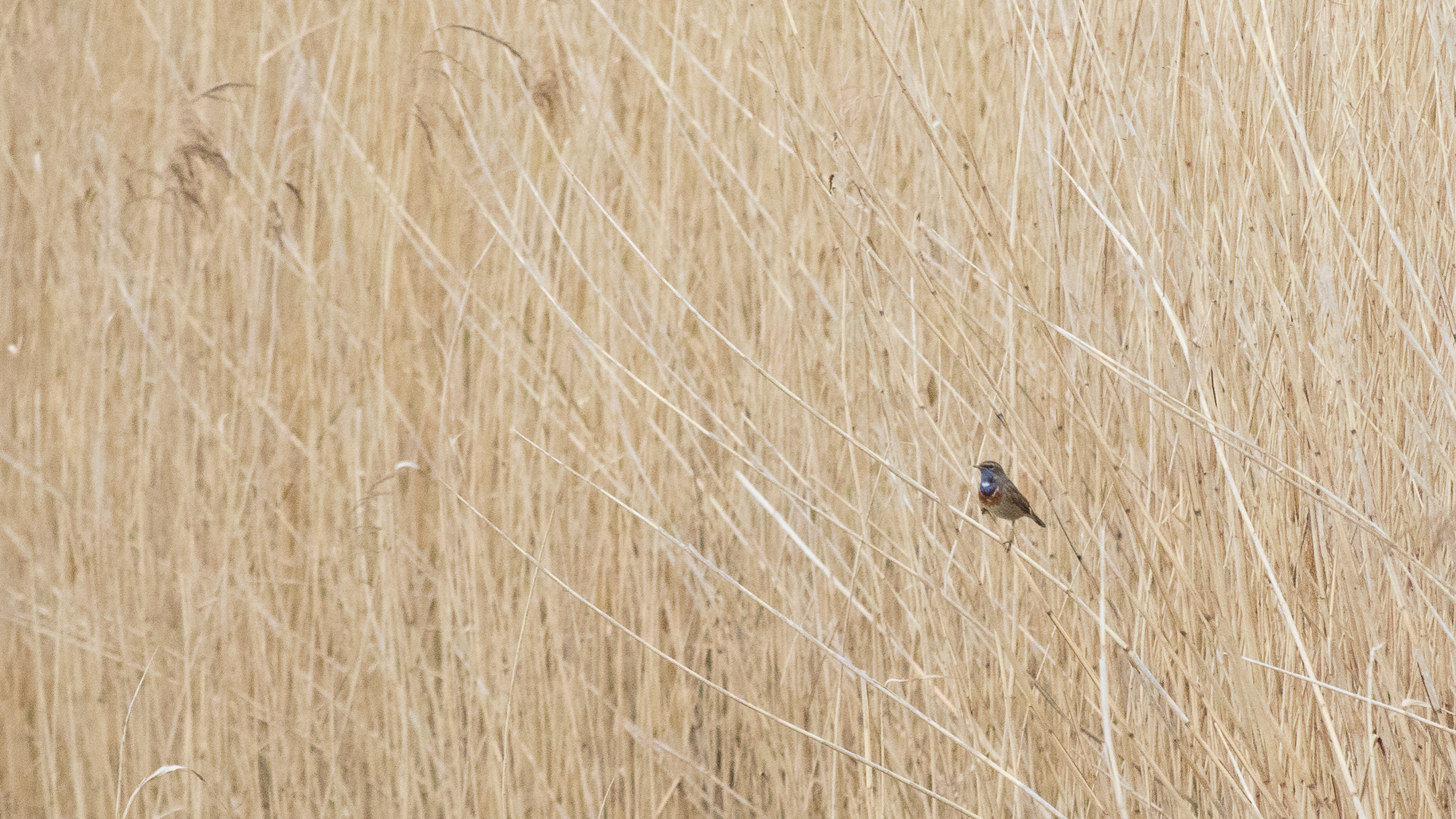 Bluethroat (Luscinia svecica)